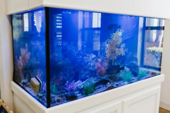 An L-shaped aquarium with blue water, two fish, colorful artificial plants, and a cleaner magnet, on a white cabinet.