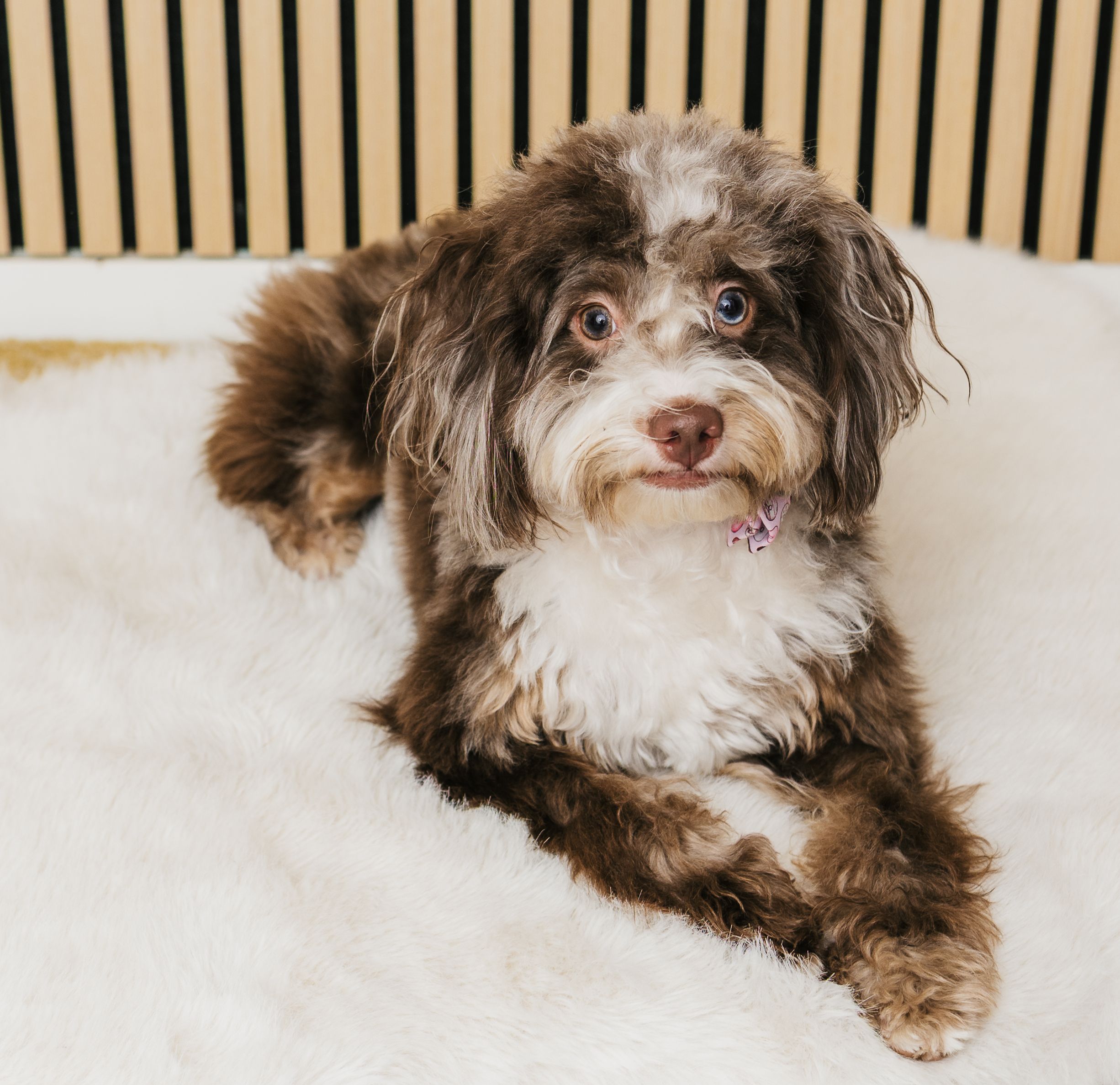 A fluffy brown and white dog with one blue and one brown eye lies on a white rug.