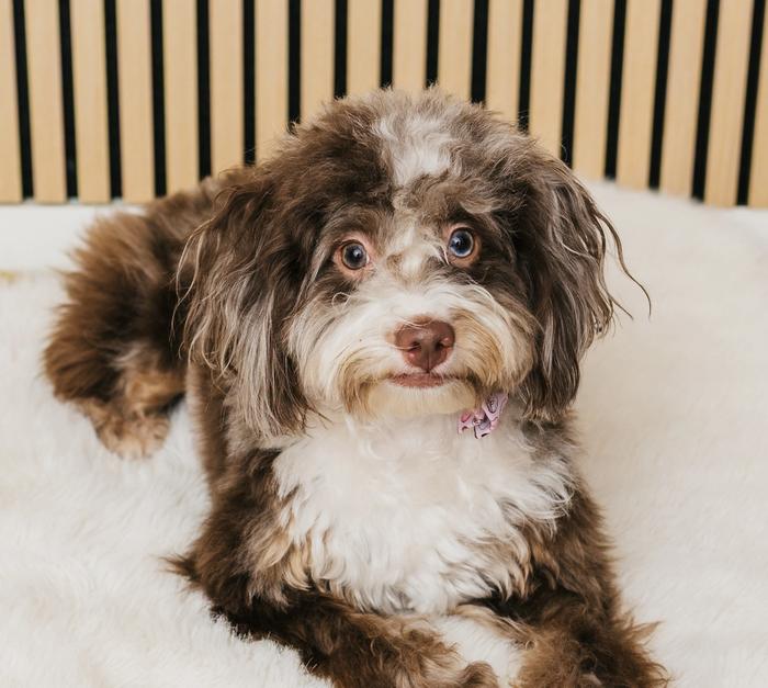 A fluffy brown and white dog with one blue and one brown eye lies on a white rug.