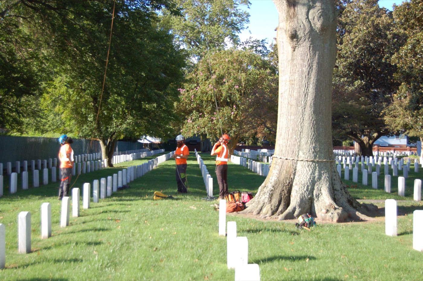 Cemetery Tree Care Event