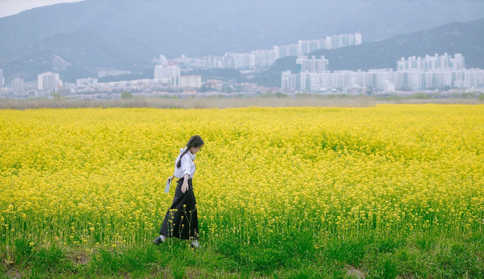 Cùng girl xinh ngắm Hoa vàng trên cỏ xanh