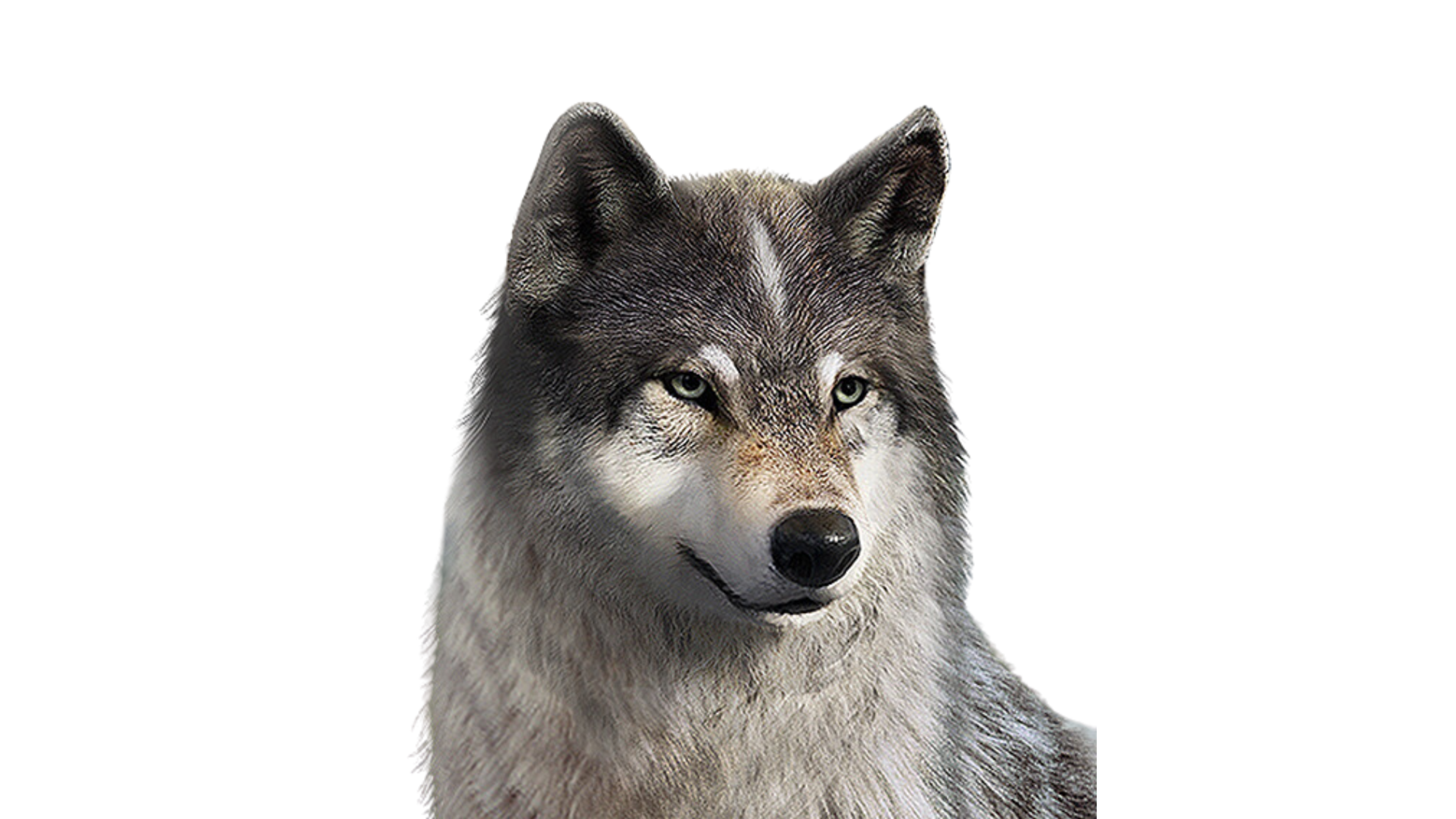 Wolf Games Illustration
