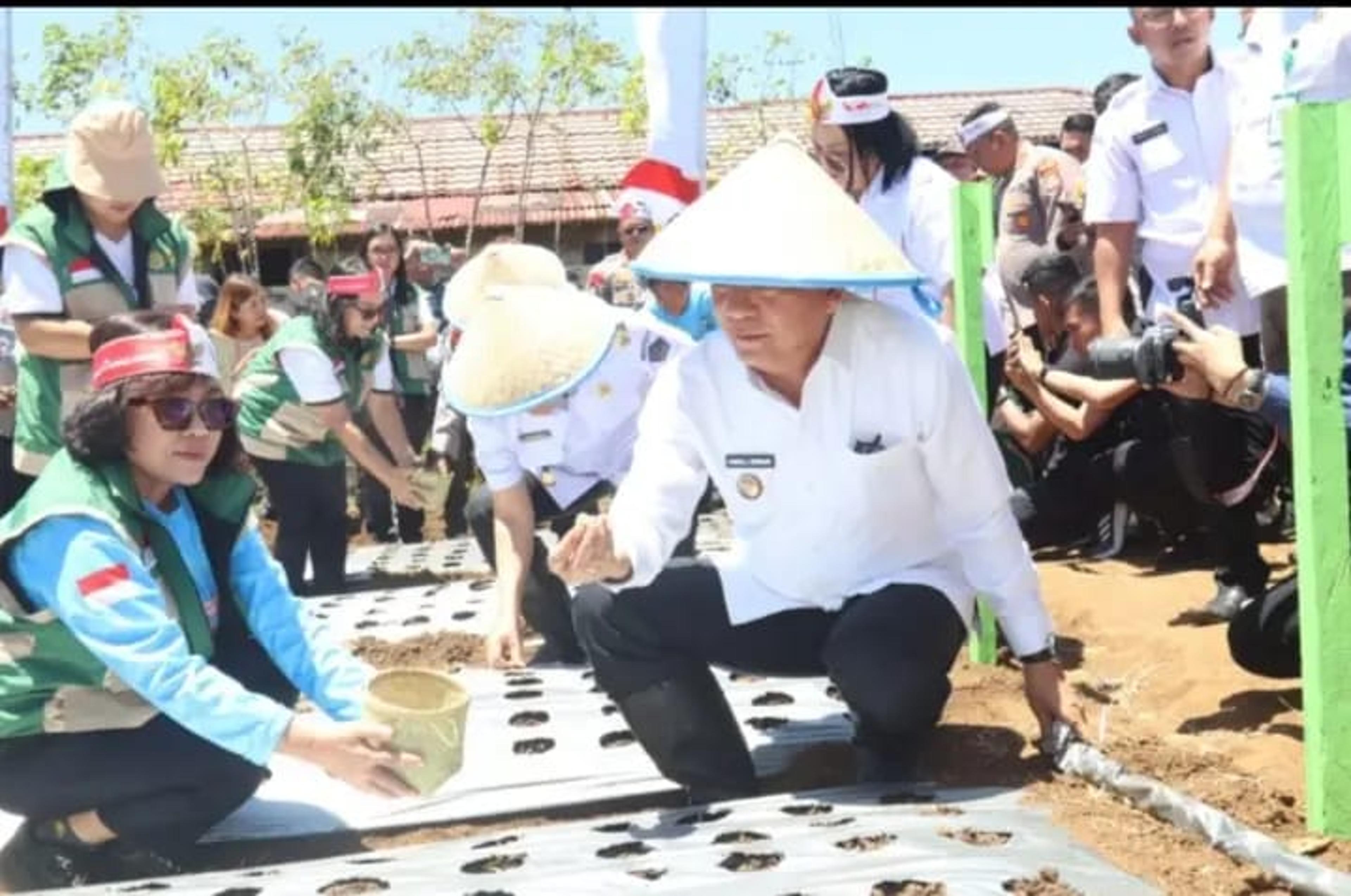 Program Penanaman Bawang Putih Serentak Secara Nasional Didukung Pemkot Tomohon
