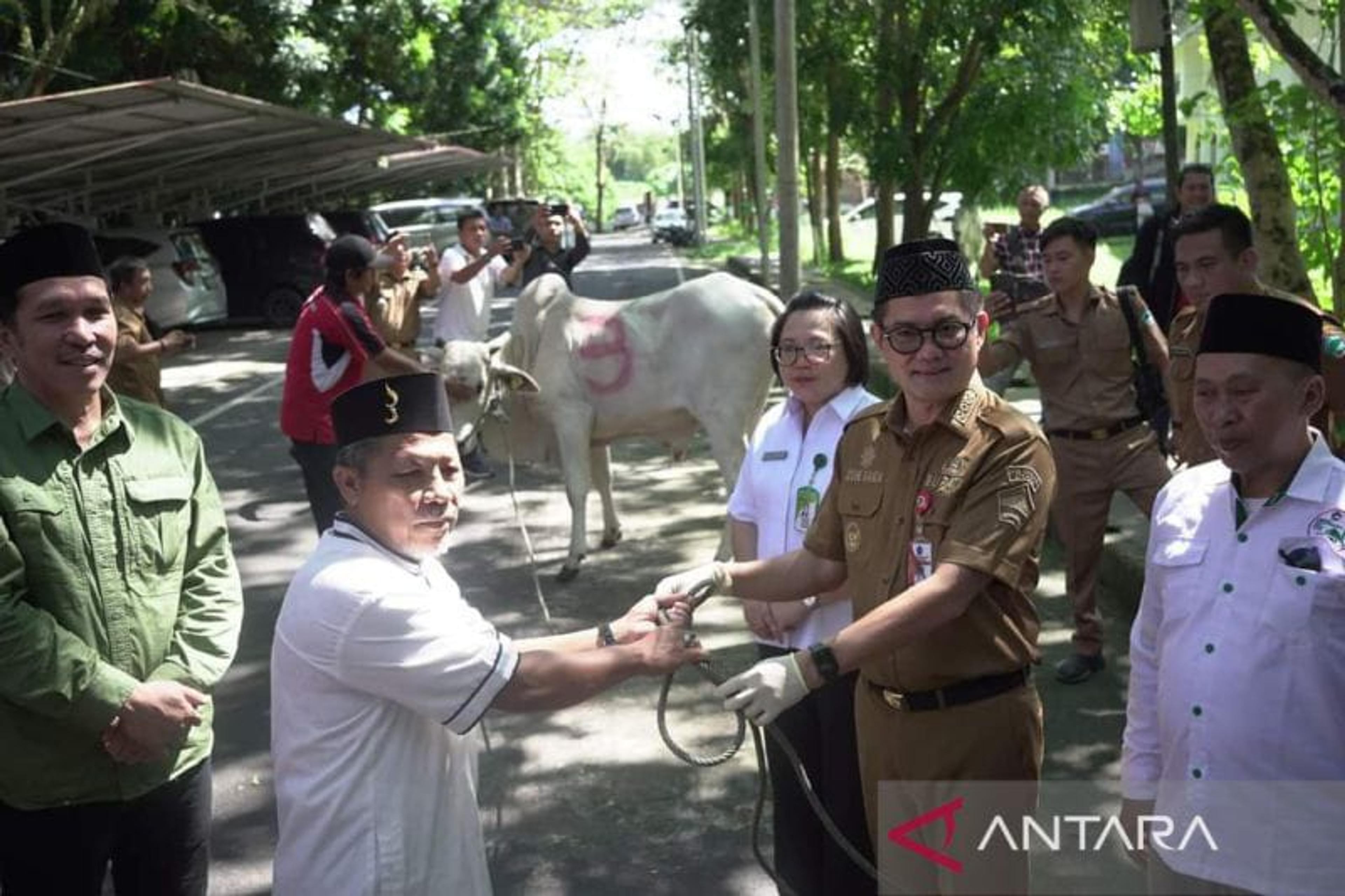 Pemkab Minut Serahkan Hewan Kurban Warga Kurang Mampu