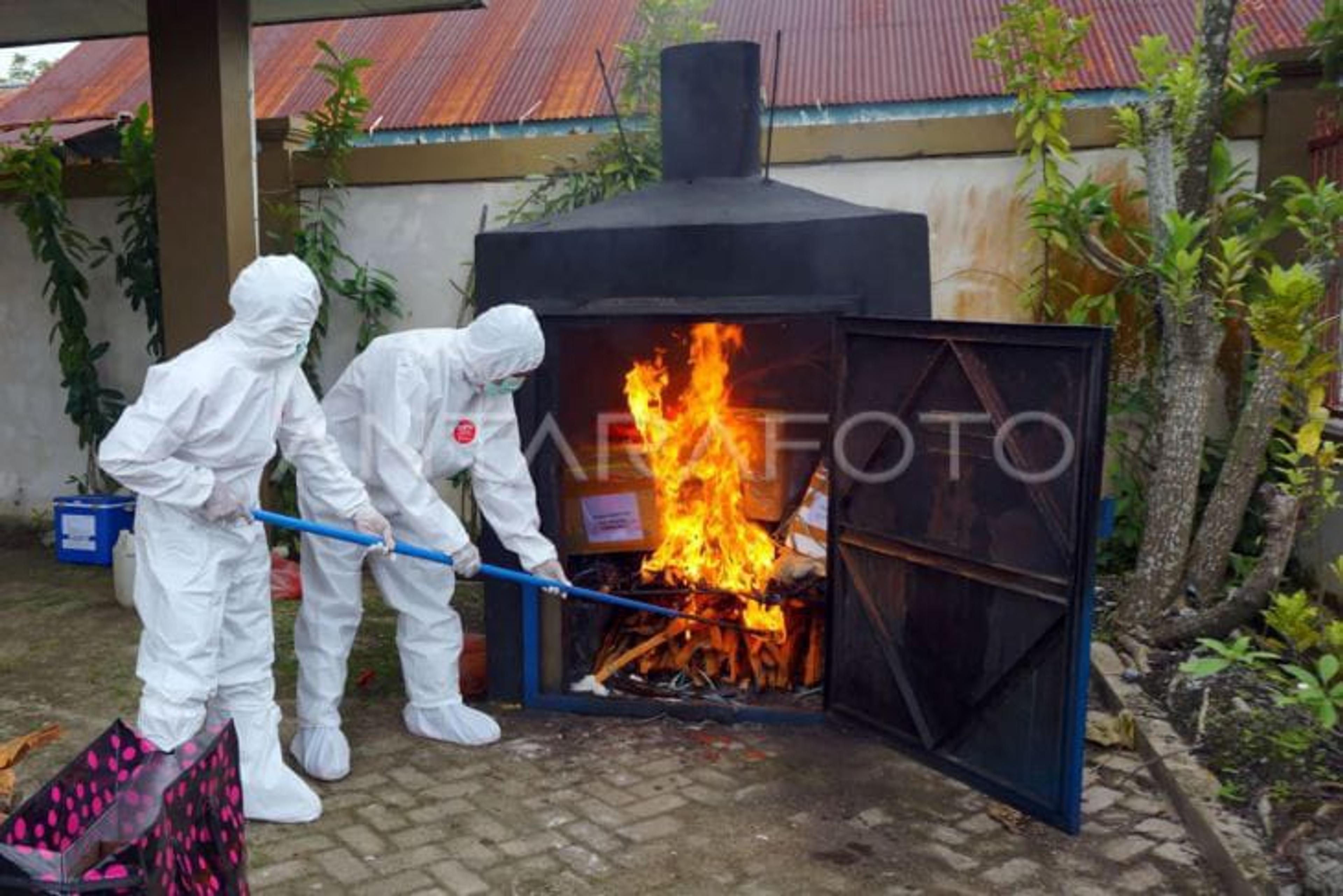 Kota Sorong Musnahkan Daging Babi dari Manado yang Positif Virus flu Afrika