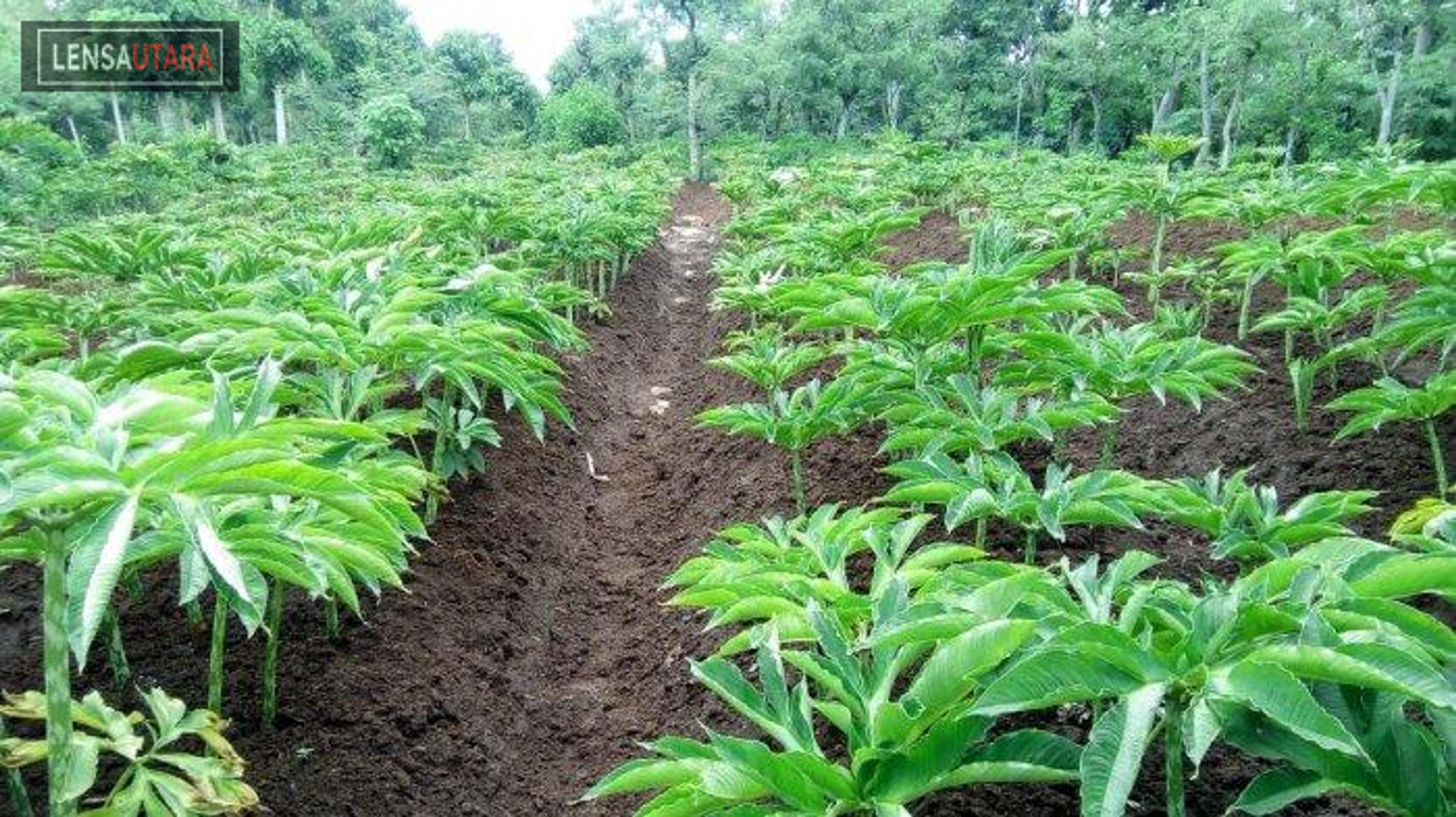 Tanaman Porang Jadi Komoditas Ekonomi Baru di Sulut