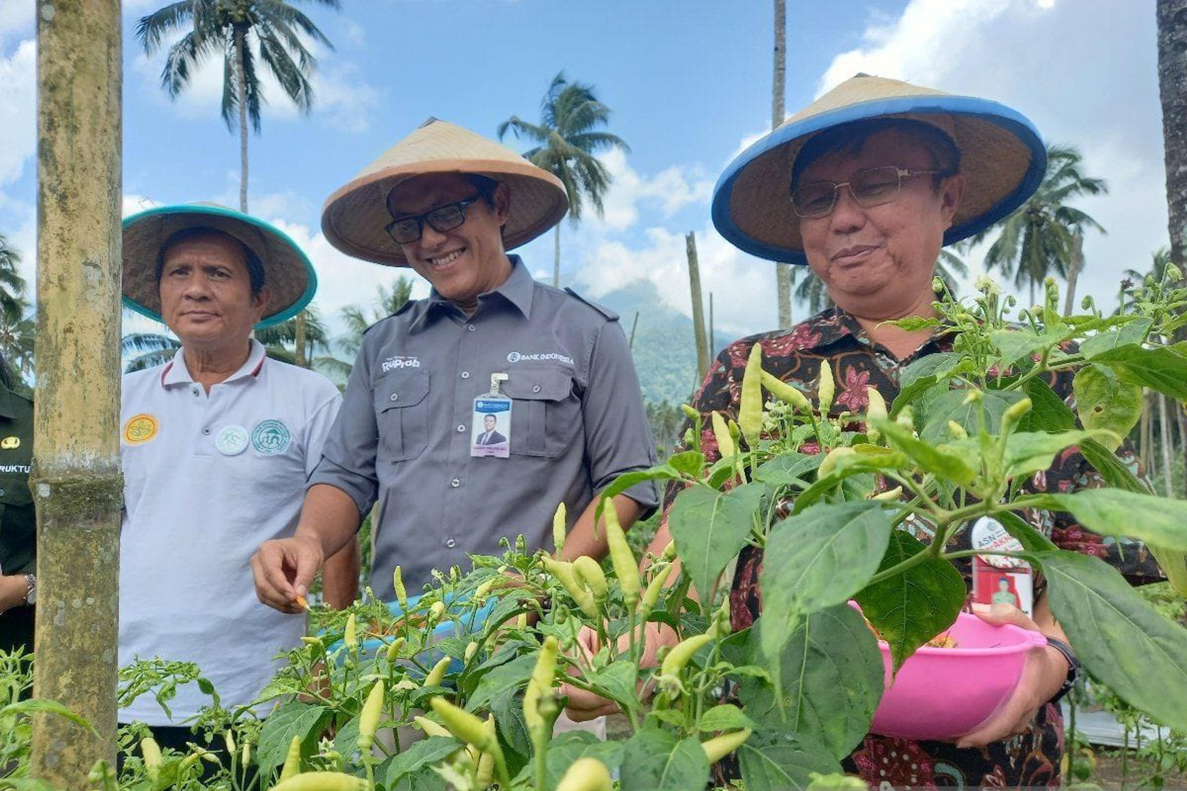 BI Bantu Petani Cabai di Manado dan Minahasa Utara