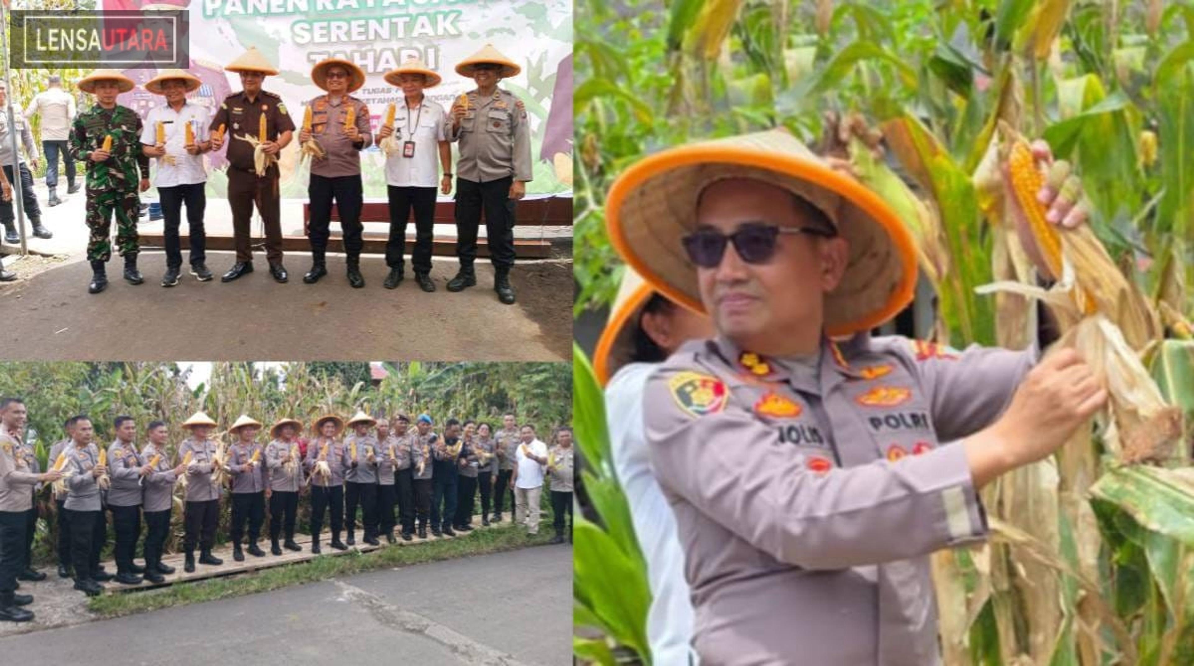 Upaya Perkuat Ketahanan Pangan, Polres Tomohon Gelar Panen Jagung di Woloan