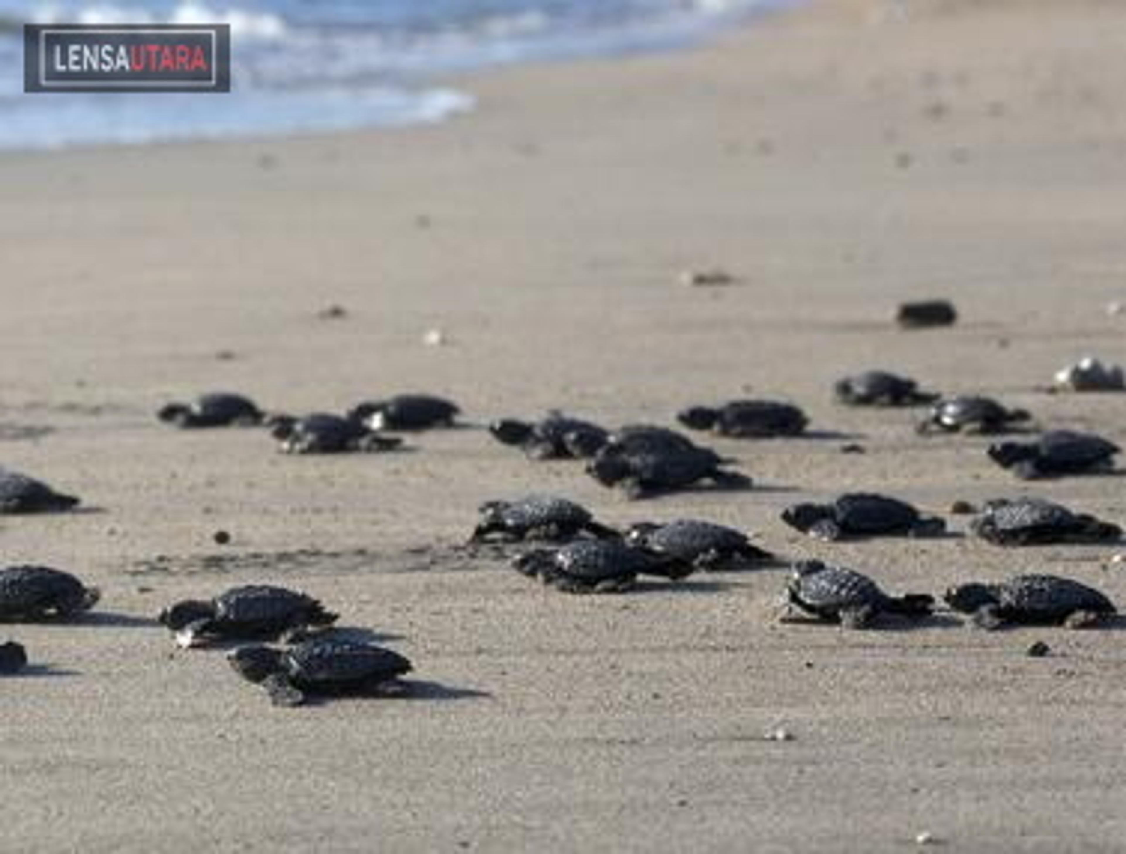 78 Anak Penyu Lekang Siap Dilepas