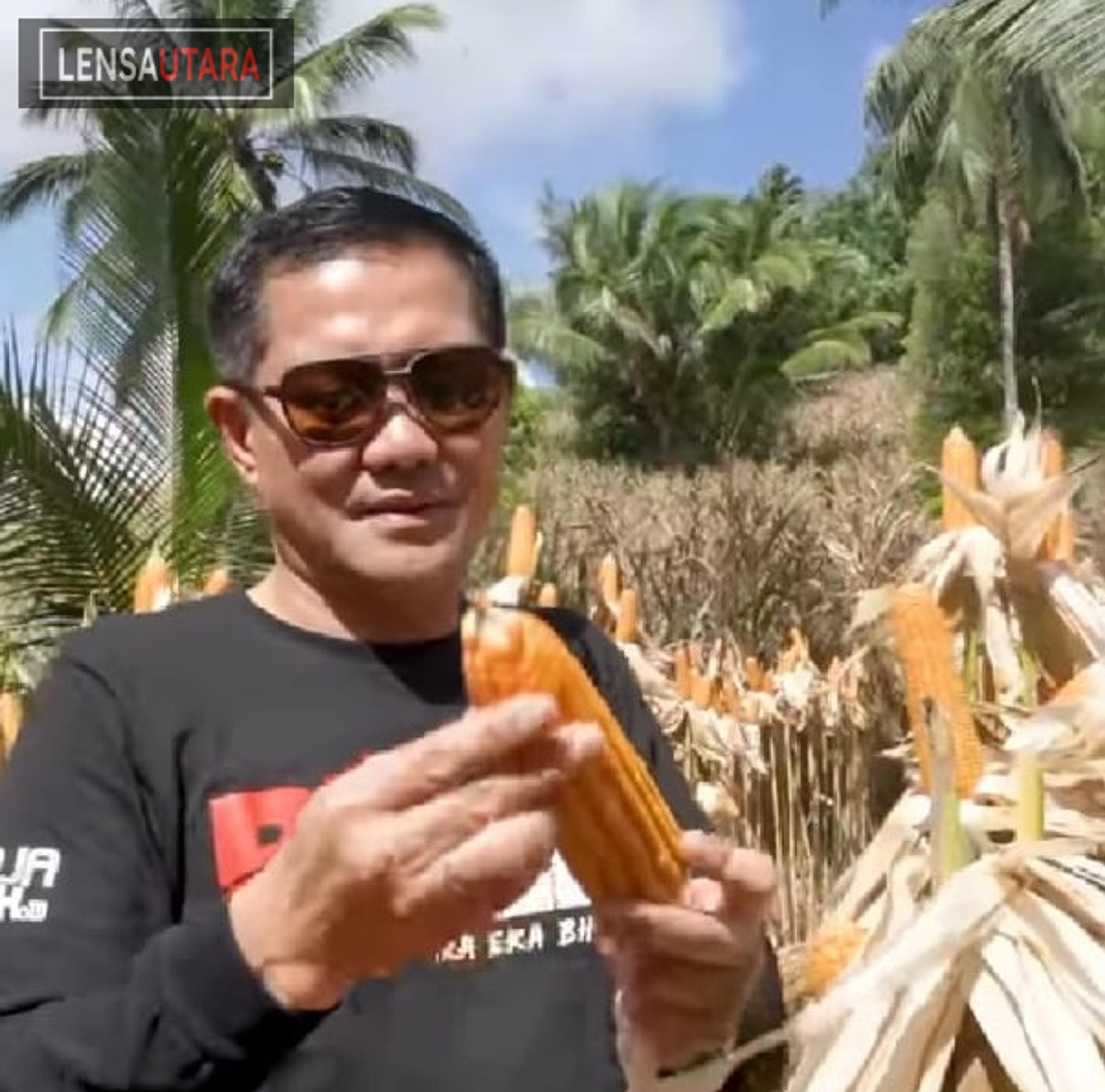 Joune Ganda Ikut Panen Jagung di Kaima