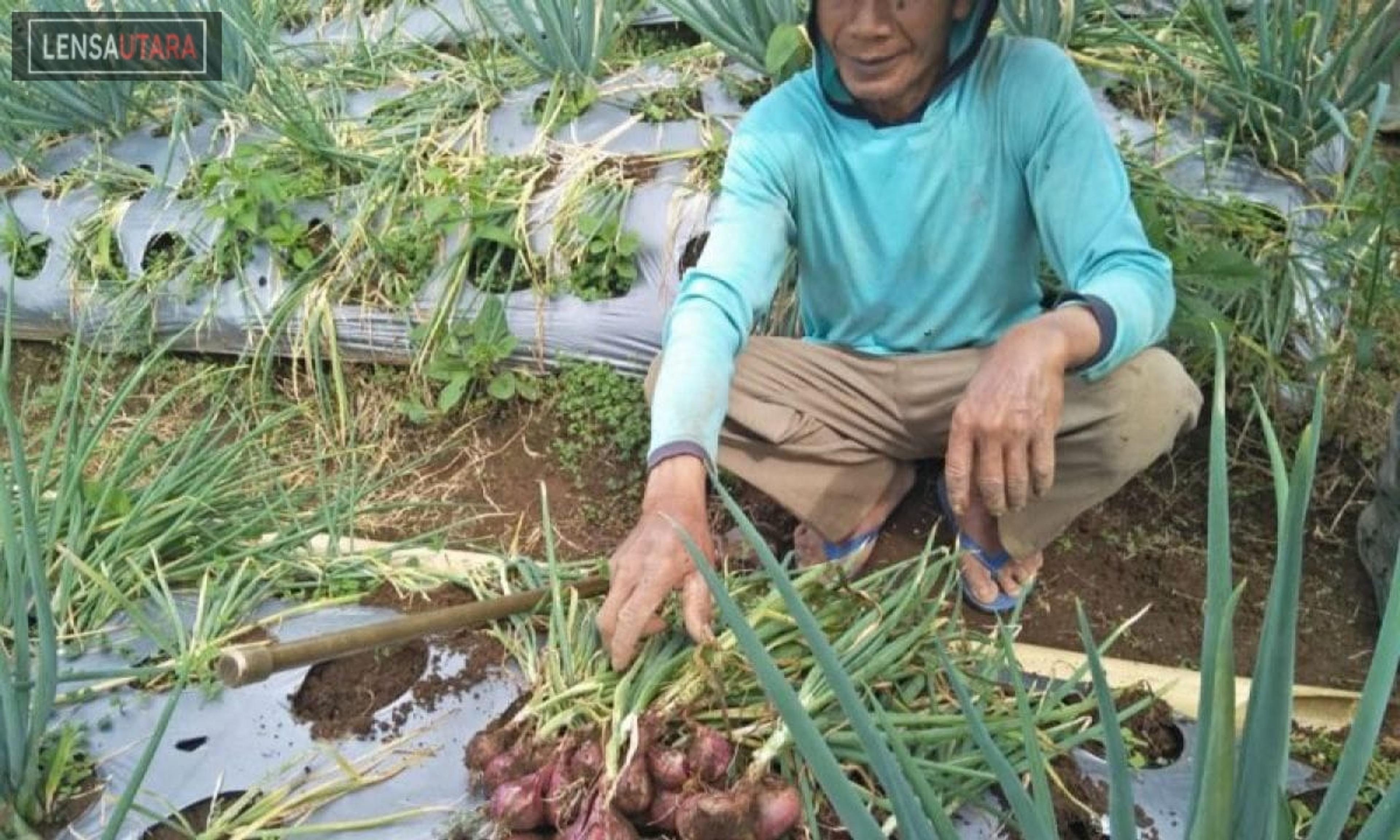 Menteri Pertanian Sebut “food estate” Berjalan Baik