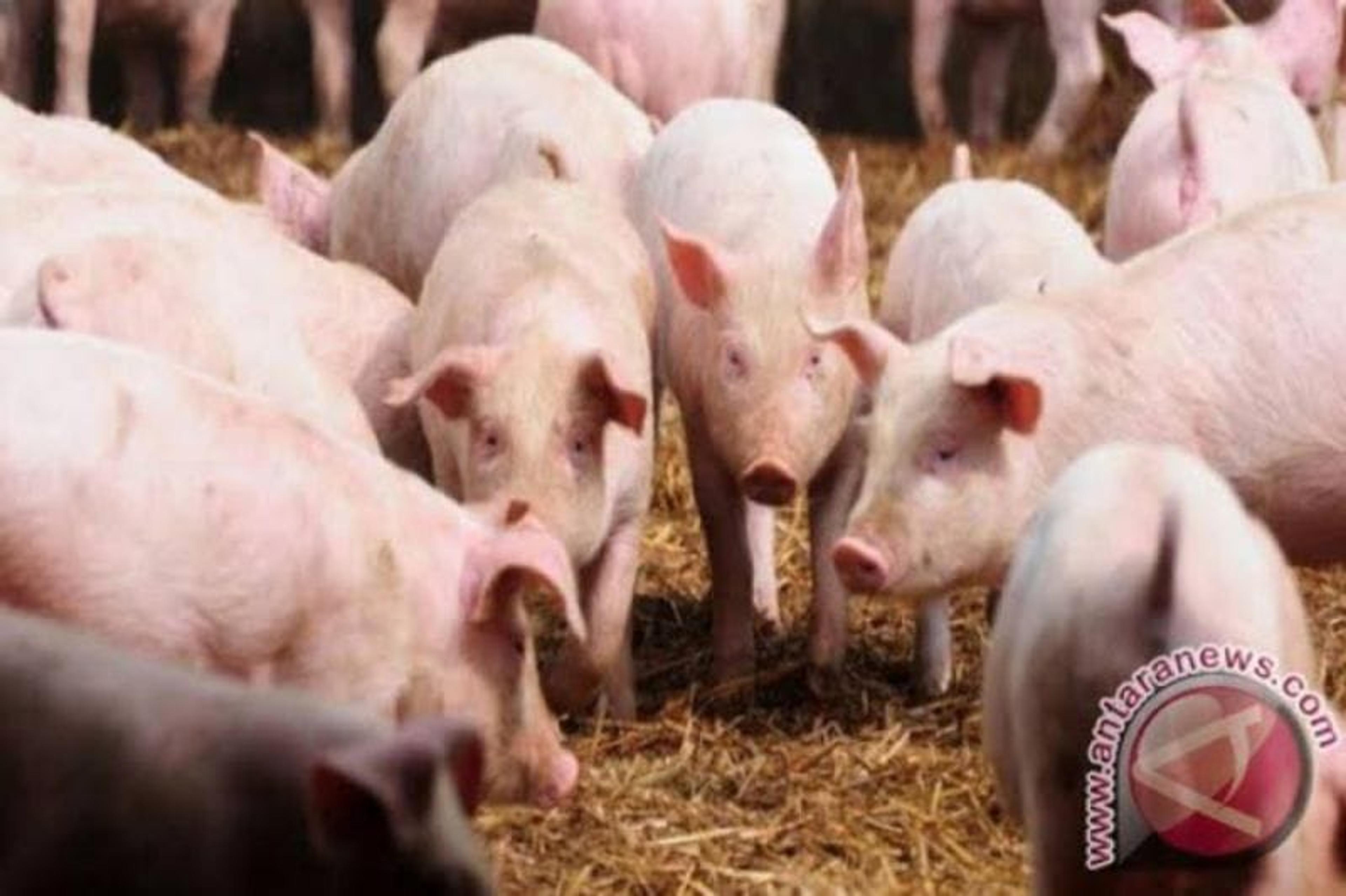 Distanak Sulut Kirim Sampel ke Maros Pastikan Ternak Babi Bebas Virus
