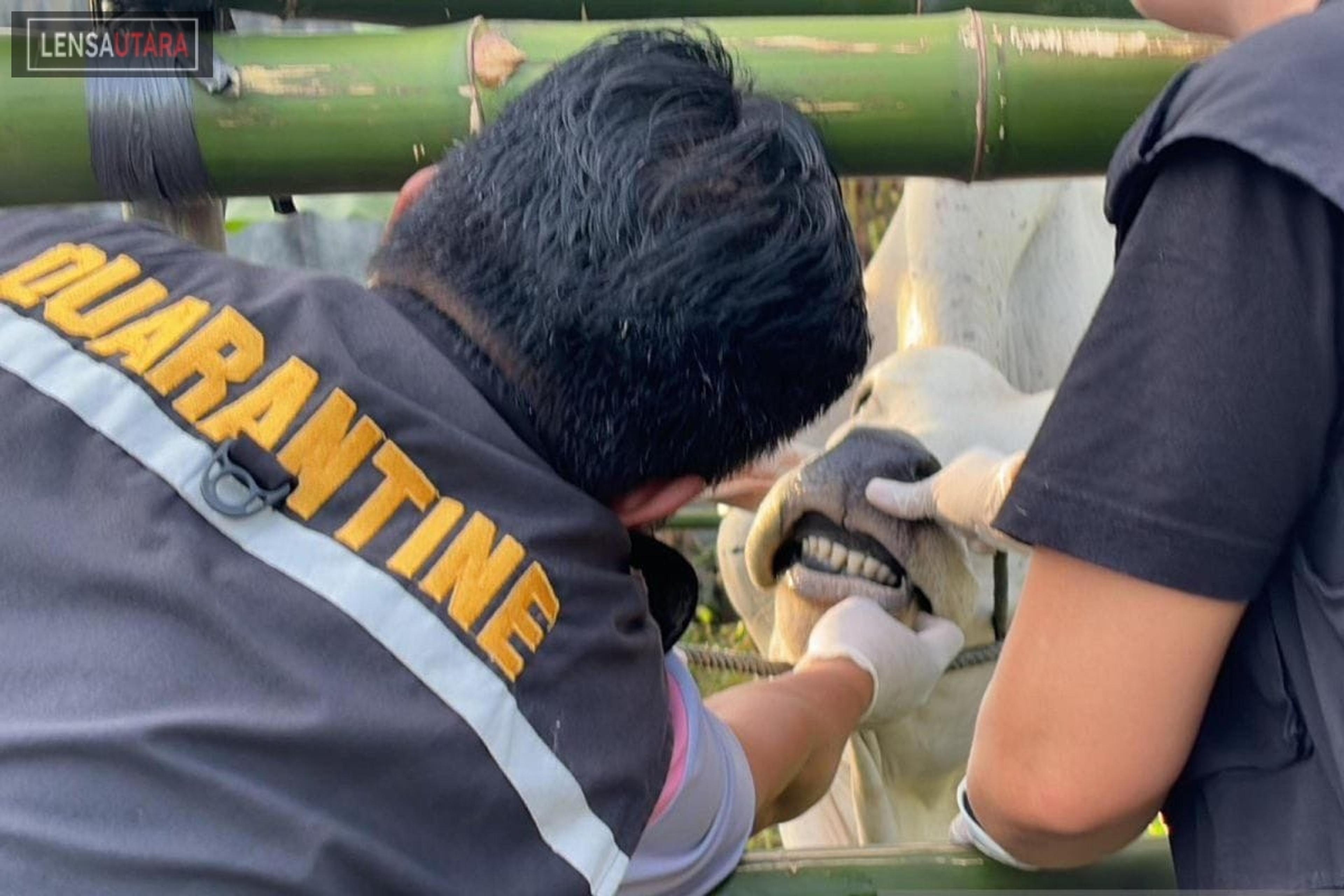 Cegah Wabah Demam Babi dan Flu Burung, Karantina Sulut Minta Pengiriman Hewan Harus Hati-hati