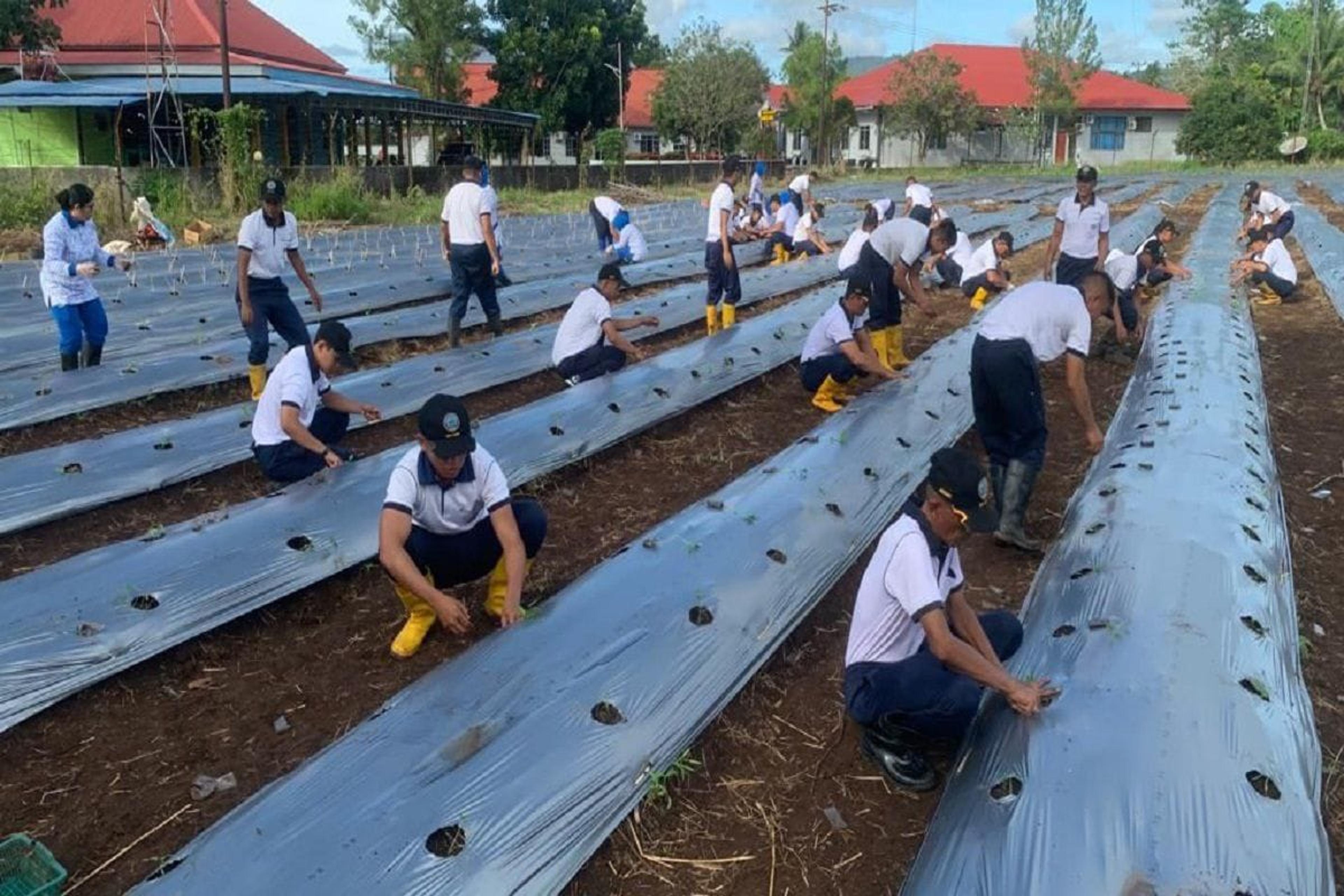 Lanudal Manado Tanam Ribuan Bibit Cabai dan Terong Untuk Ketahanan Pangan