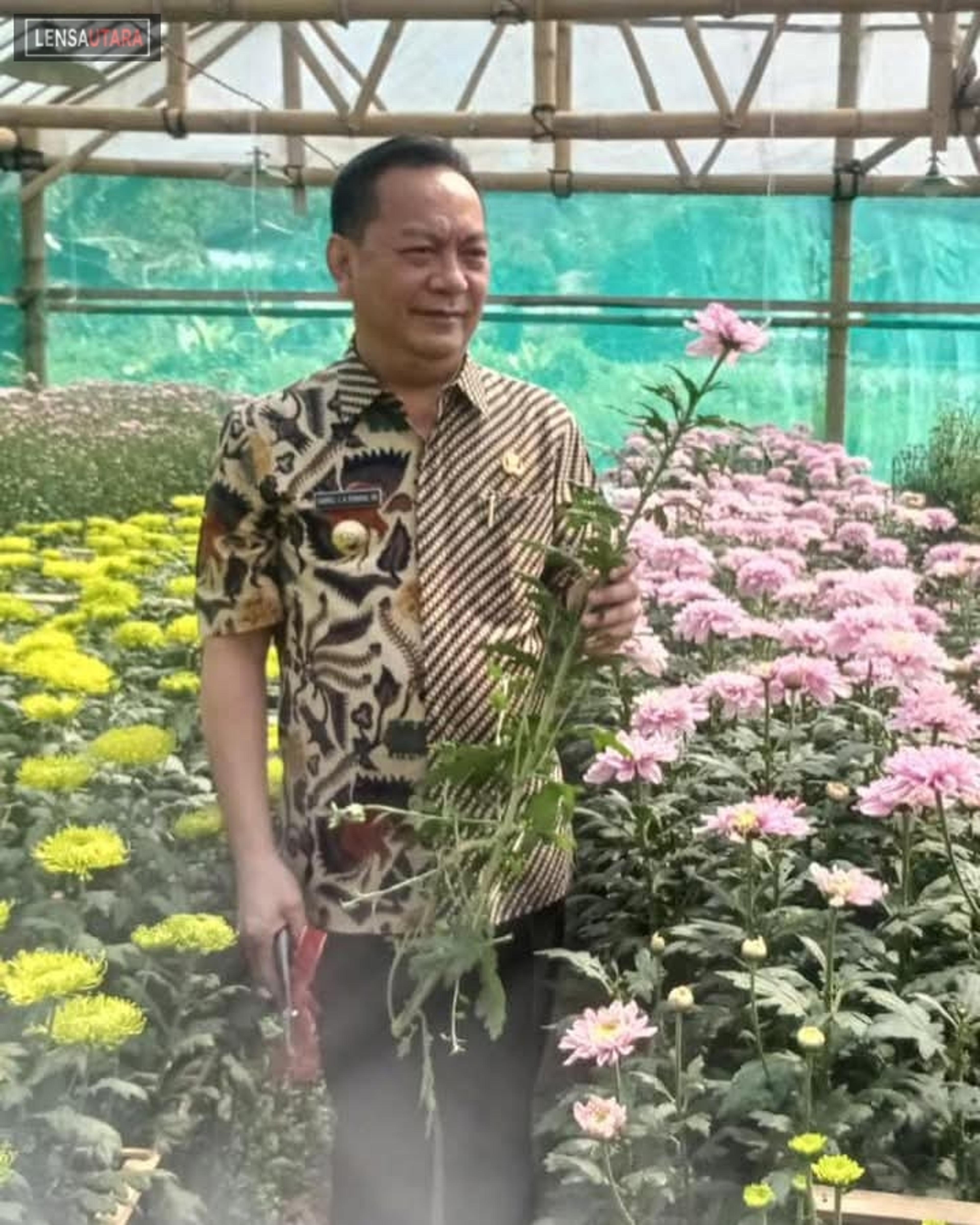 Pemkot Tomohon Bantu 50 Ribu Stek Benih Krisan ke Petani, Dukung TIFF 2025