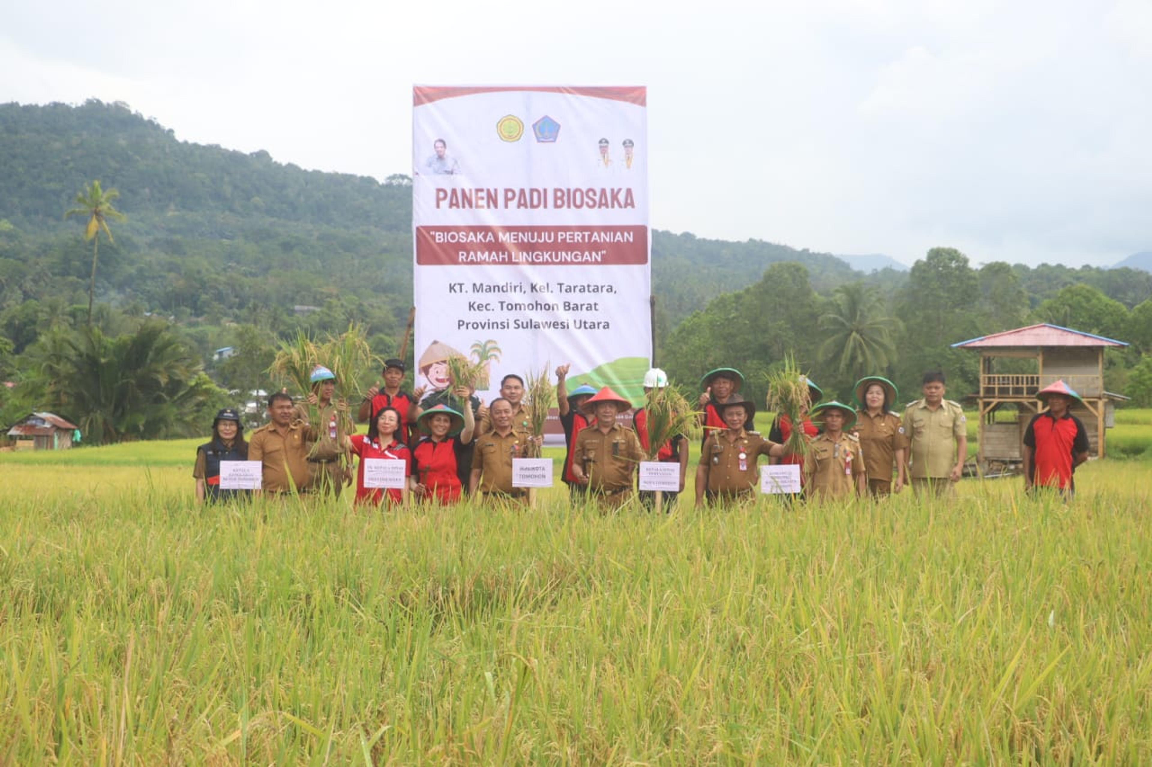 Hadiri Panen Padi Biosaka di Tara-Tara,Caroll Senduk Dorong Petani Tomohon Beralih ke Pupuk Organik