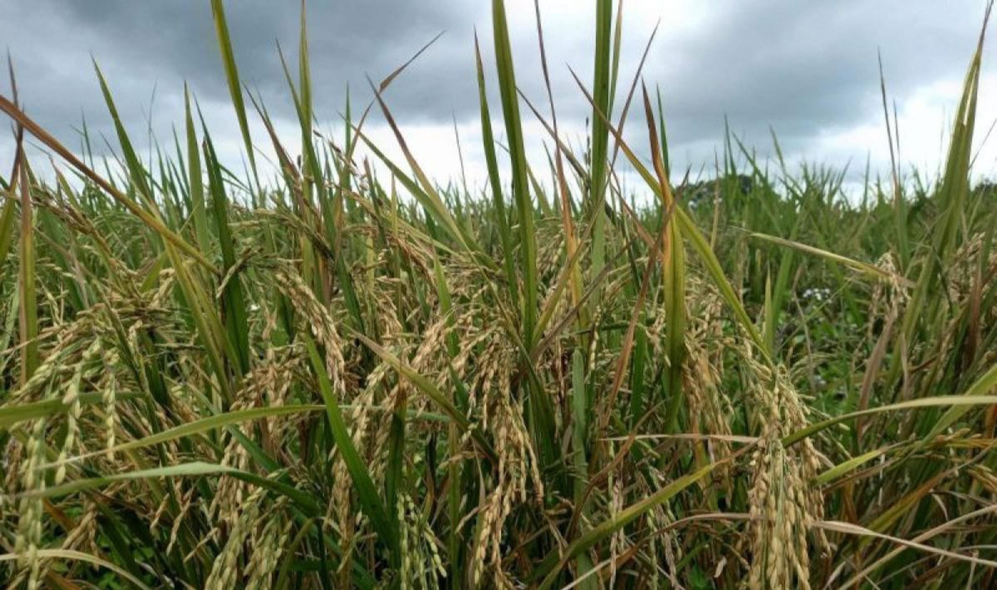 Produksi Padi Petani Sulut 2023 Capai 238,19 ribu ton GKG