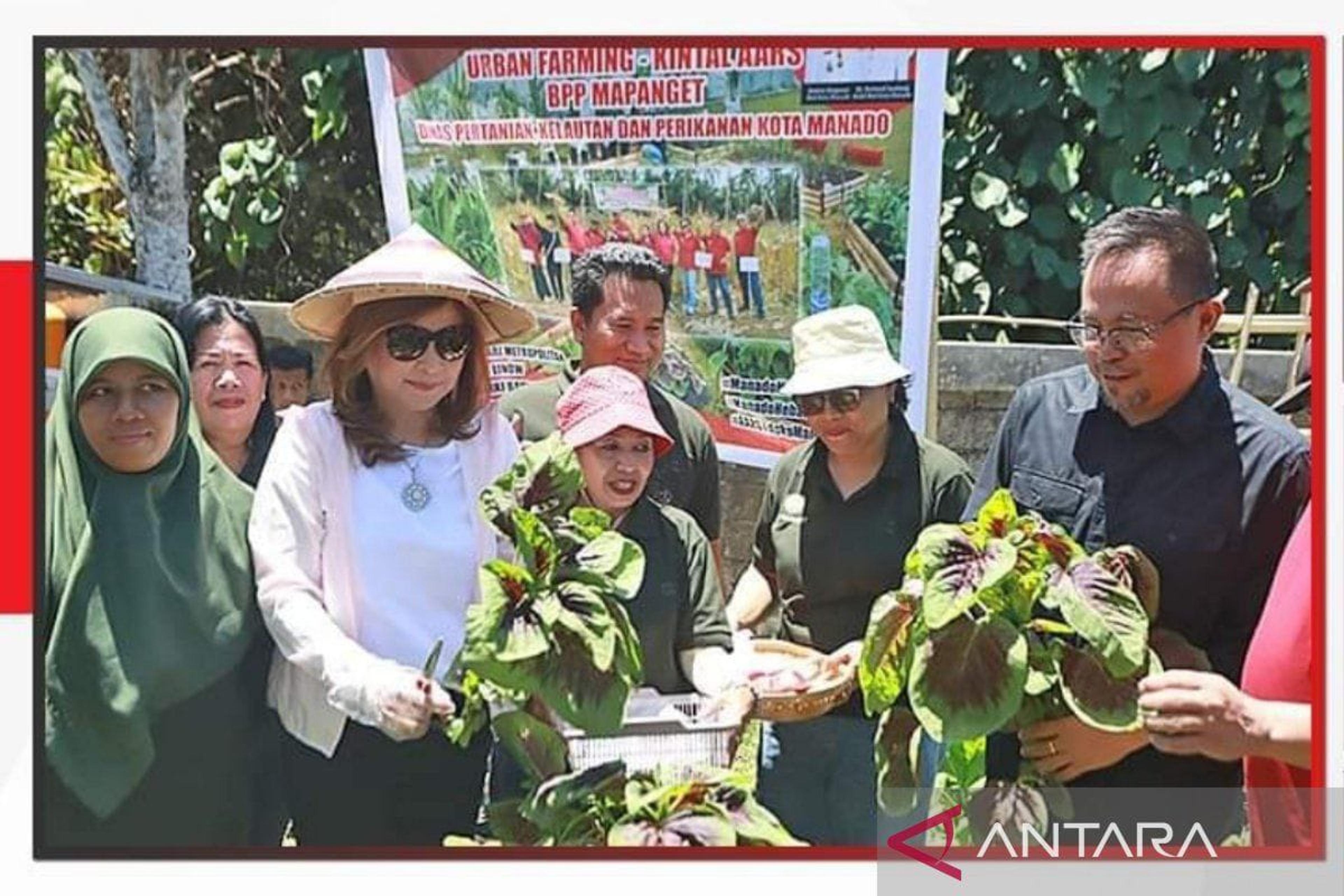 Pemkot Manado Panen Urban Farming, Tingkatkan Sektor Pertanian Perkotaan
