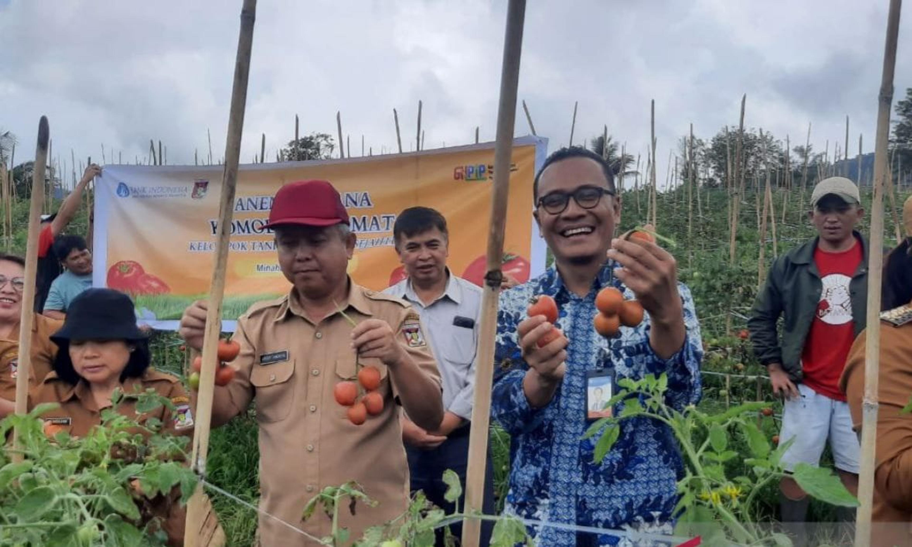 BI Fasilitasi Petani Tomat di Minahasa Jaga Stabilitas Inflasi