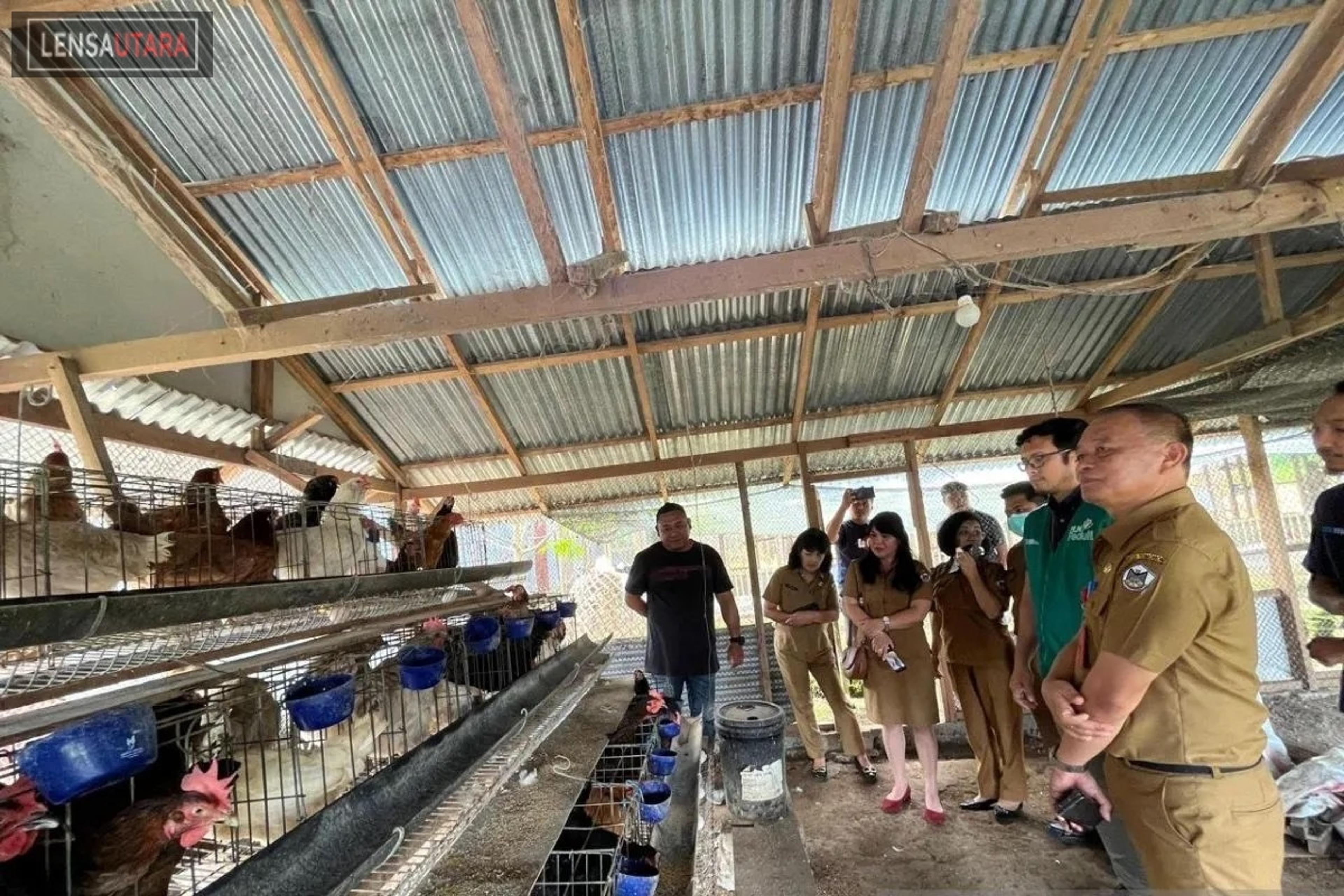 PLN Fasilitasi Budi Daya dan Pengolahan Limbah Ayam Buras di Tomohon