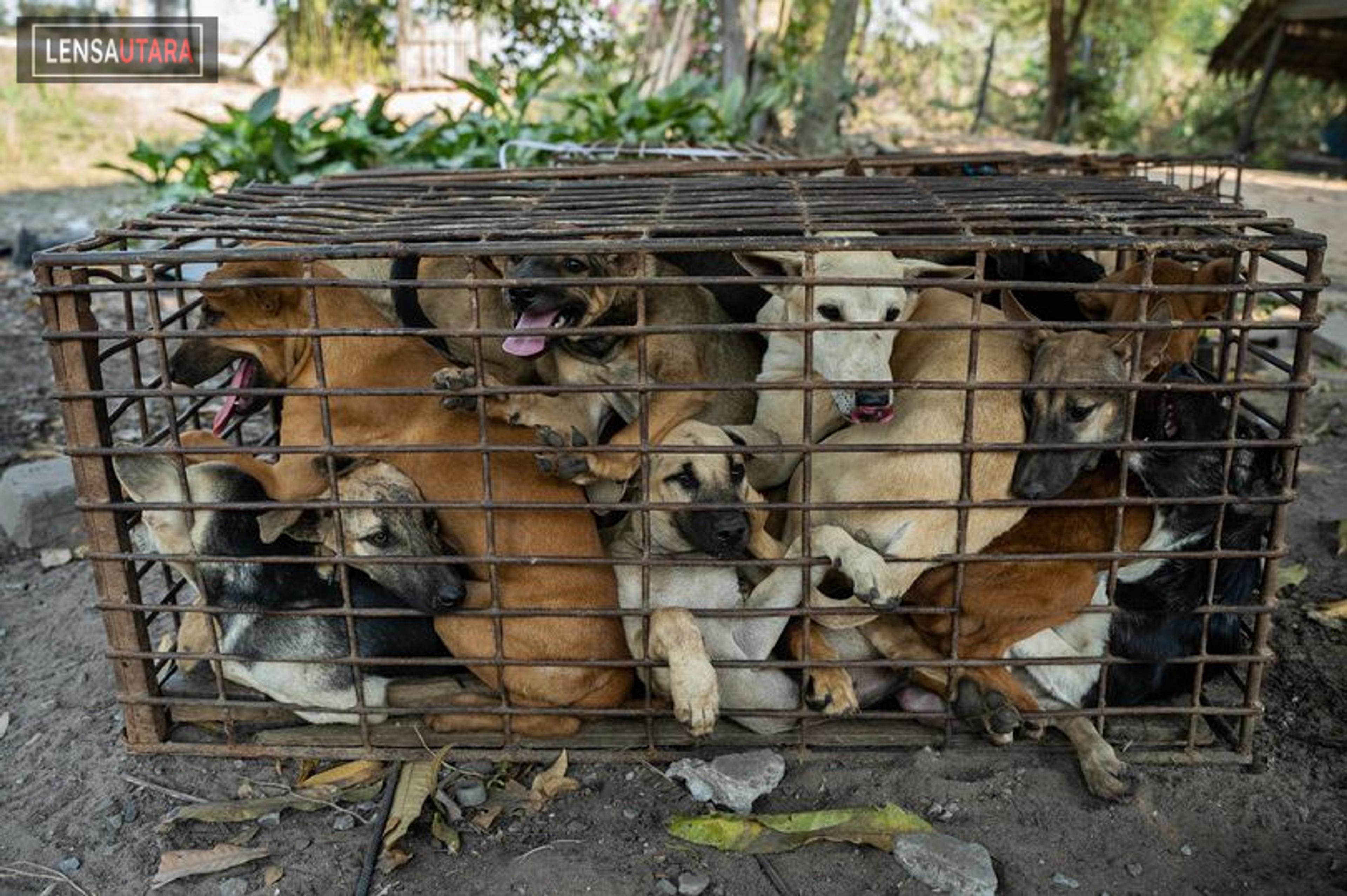 Stop Makan Anjing, Stop Doger