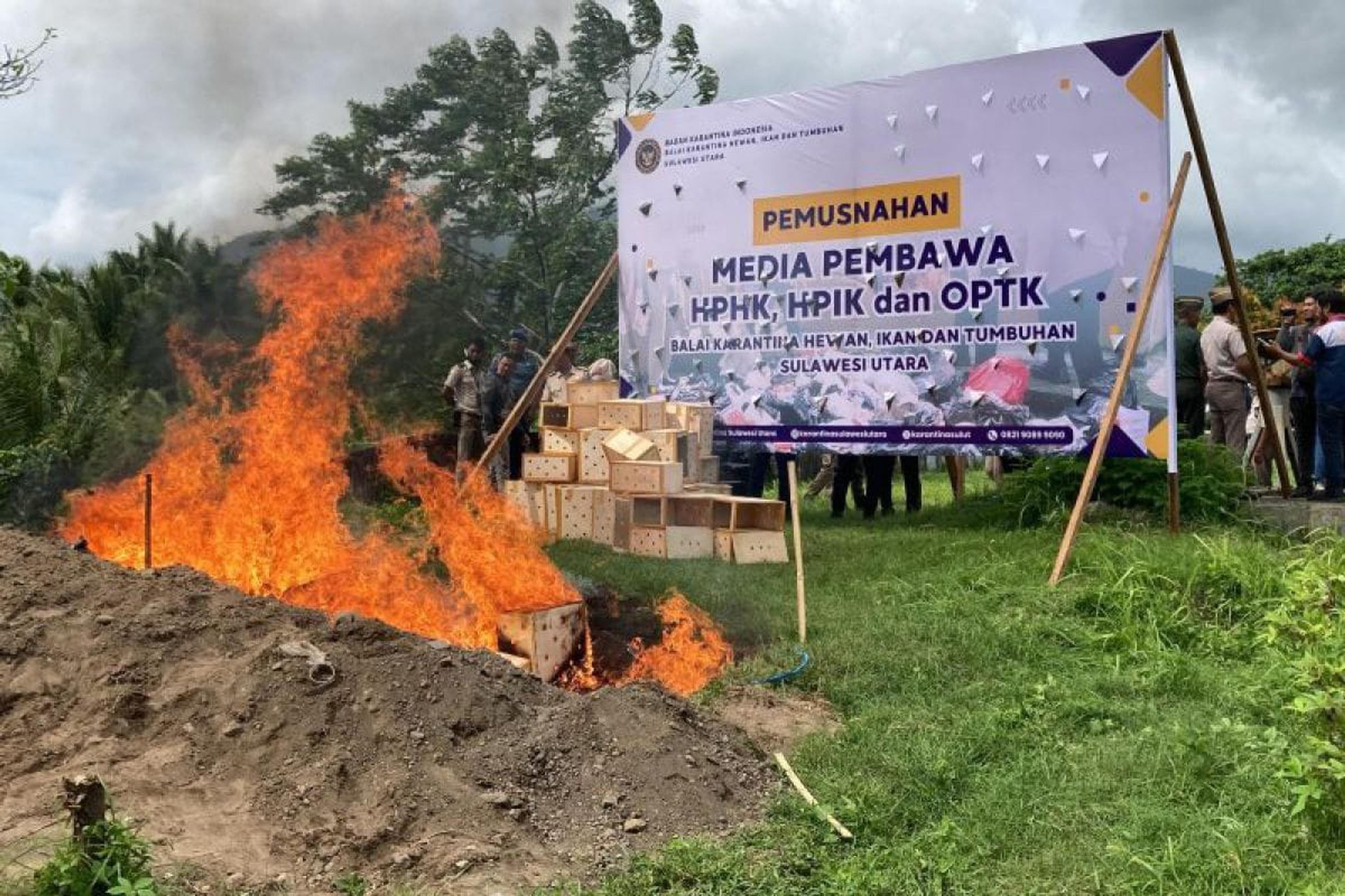 Karantina Sulawesi Utara Musnahkan Puluhan Ekor Ayam Filipina Tanpa Sertifikat