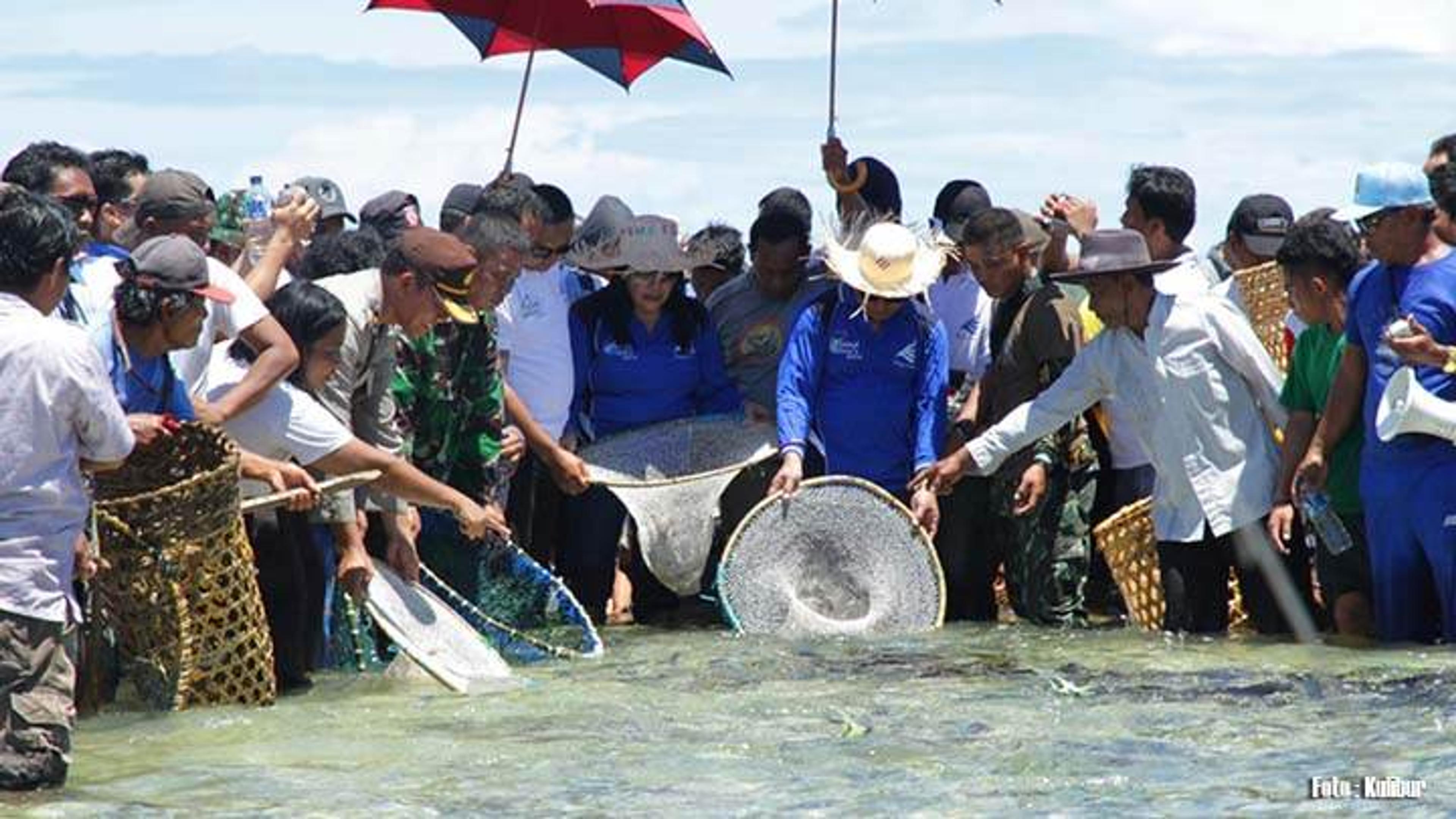 Mane’e: Tradisi Tangkap Ikan dengan Tangan Kosong