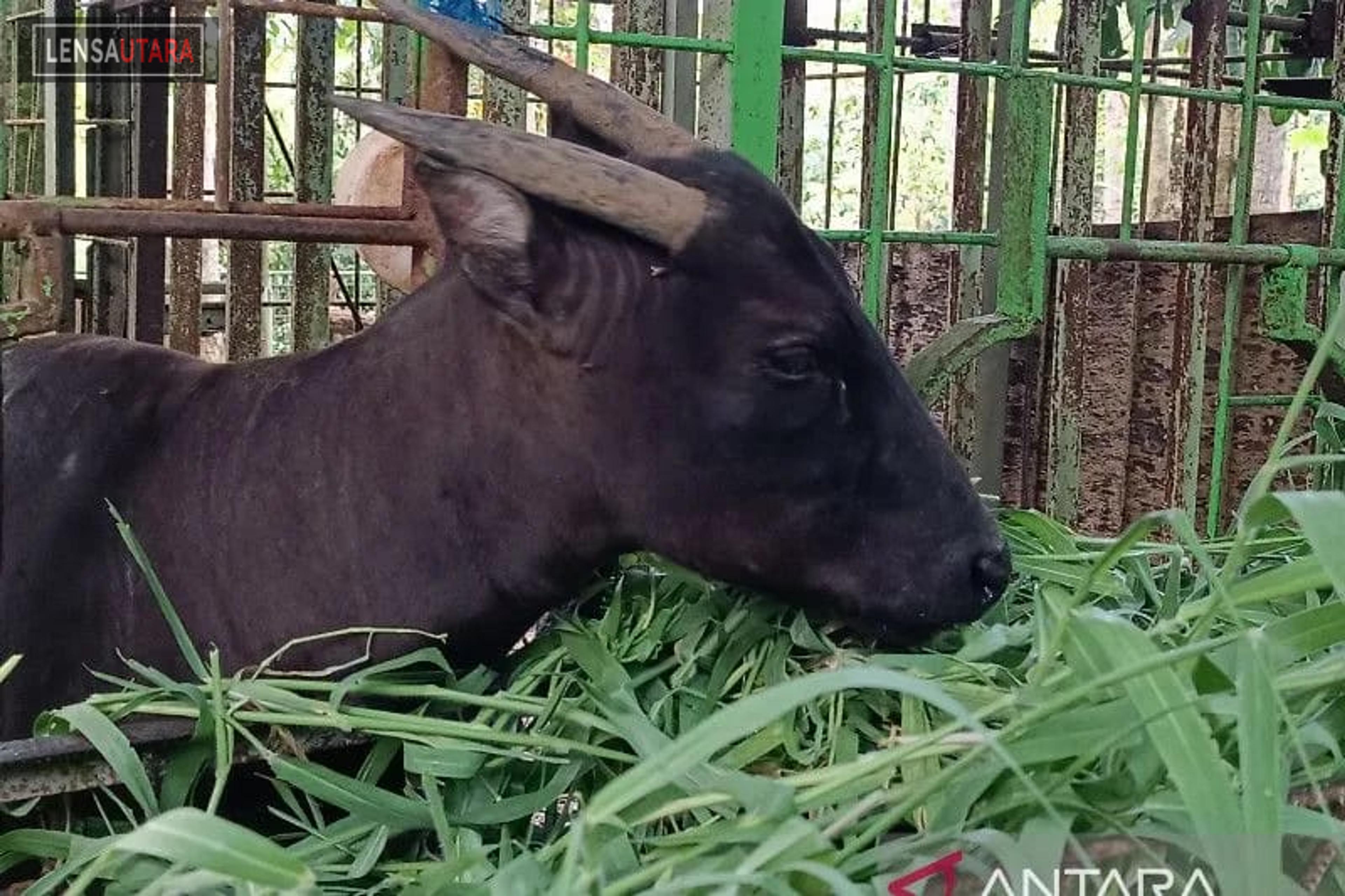 Anoa dan Babi Rusa Terpantau Dijual di Pasar Tradisional di Sulut
