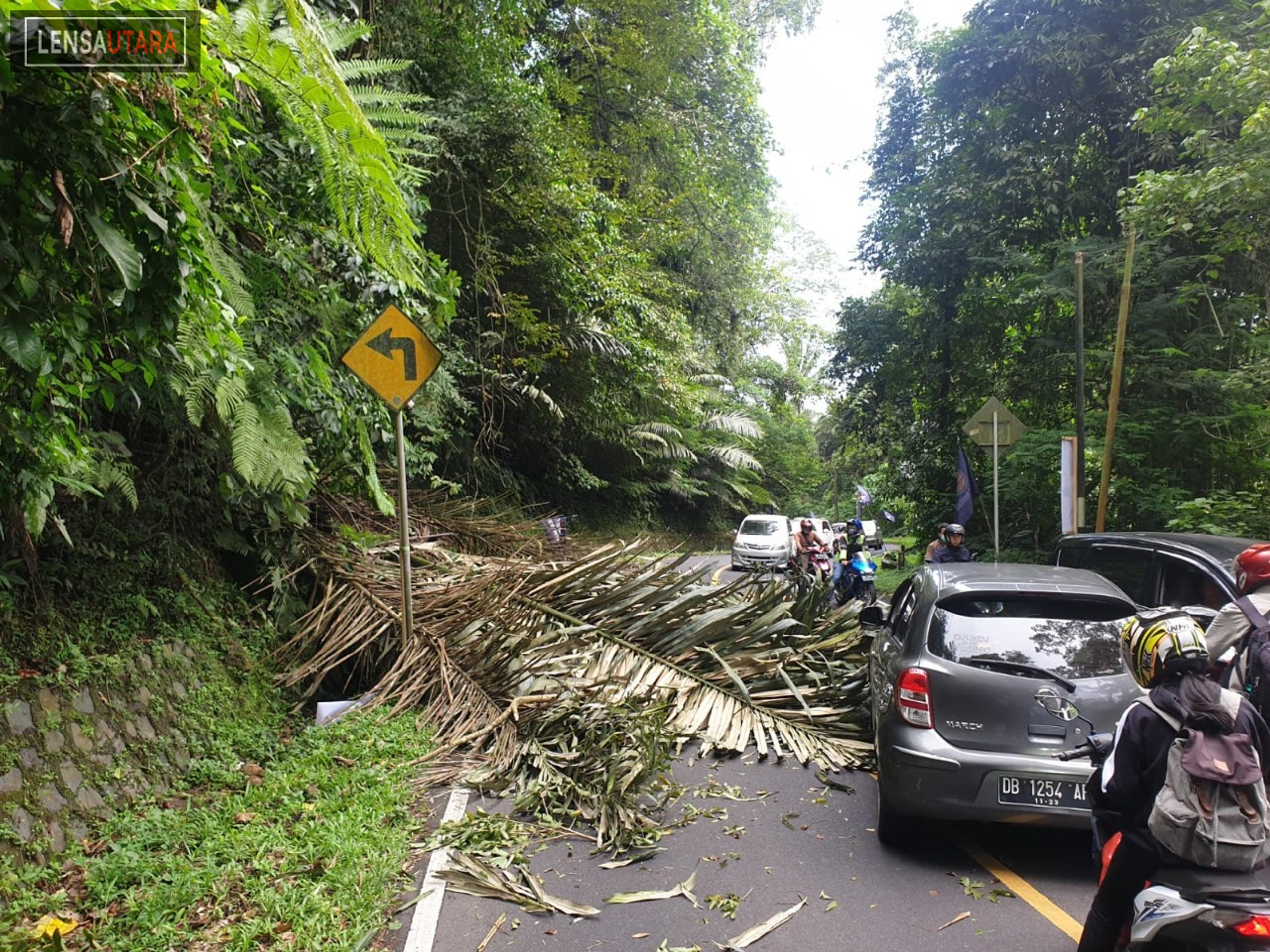 BPBD Tomohon Tangani Pohon Tumbang di Kinilow