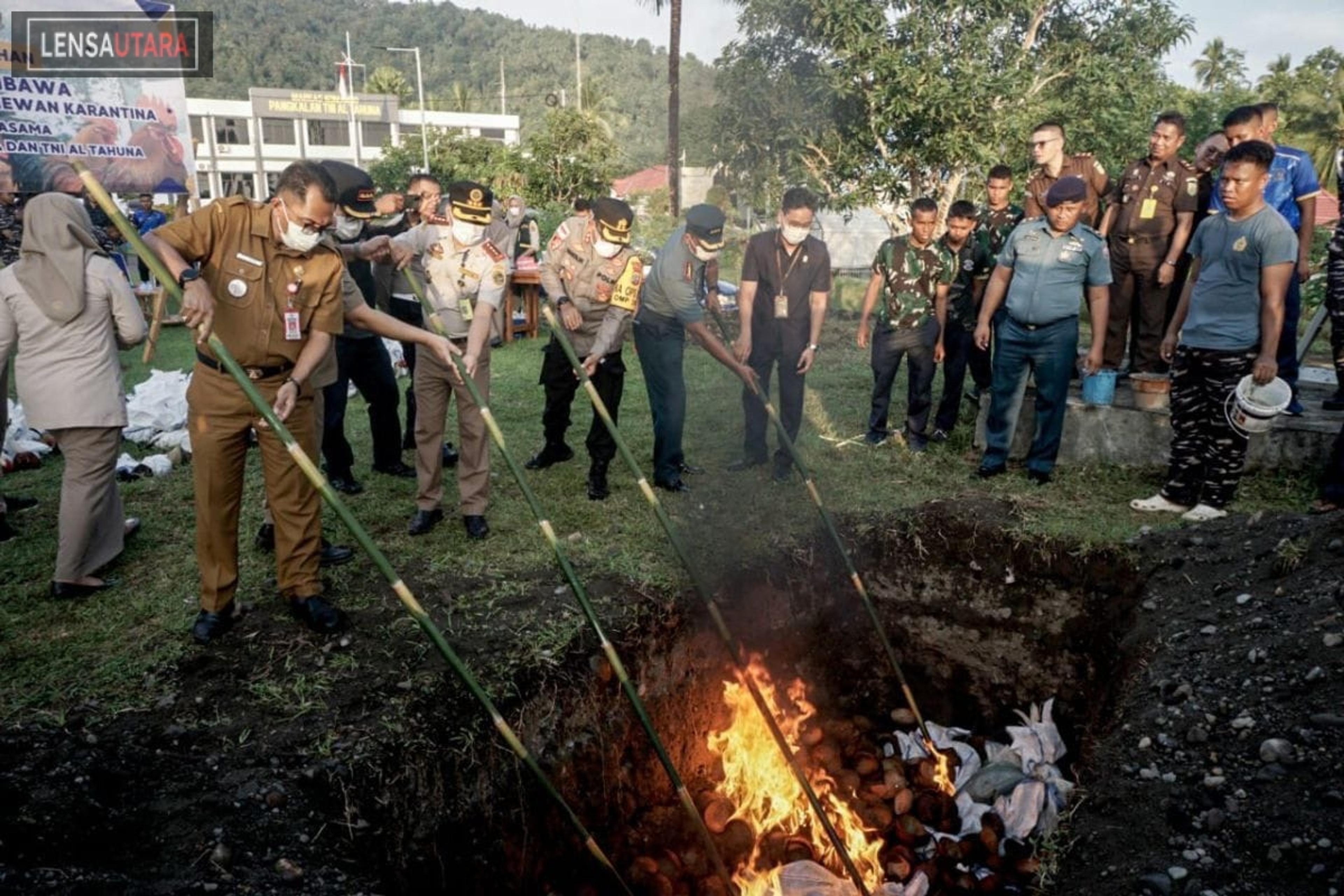Karantina Sulut Musnahkan 144 ekor Ayam Tanpa Dokumen Cegah Flu Burung