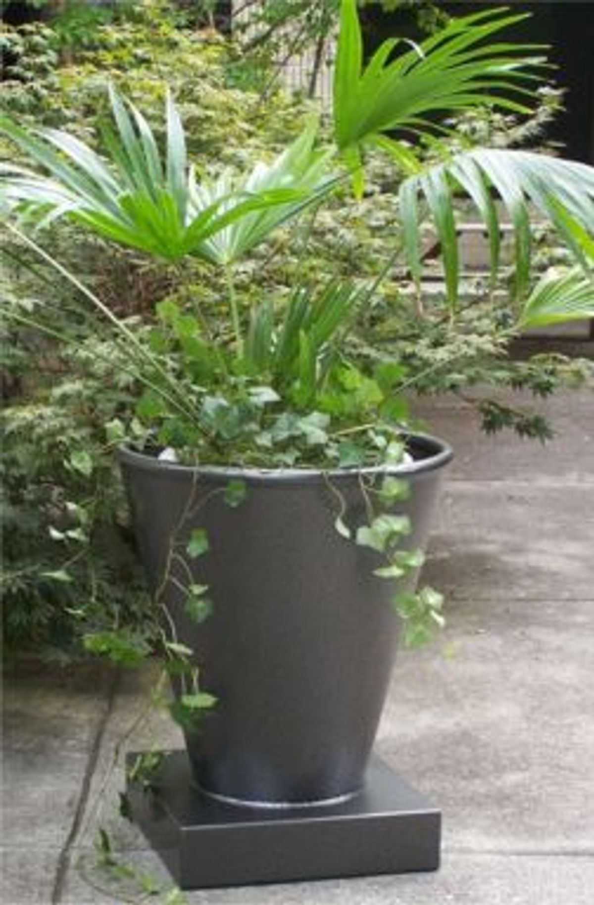 Caesar Planter