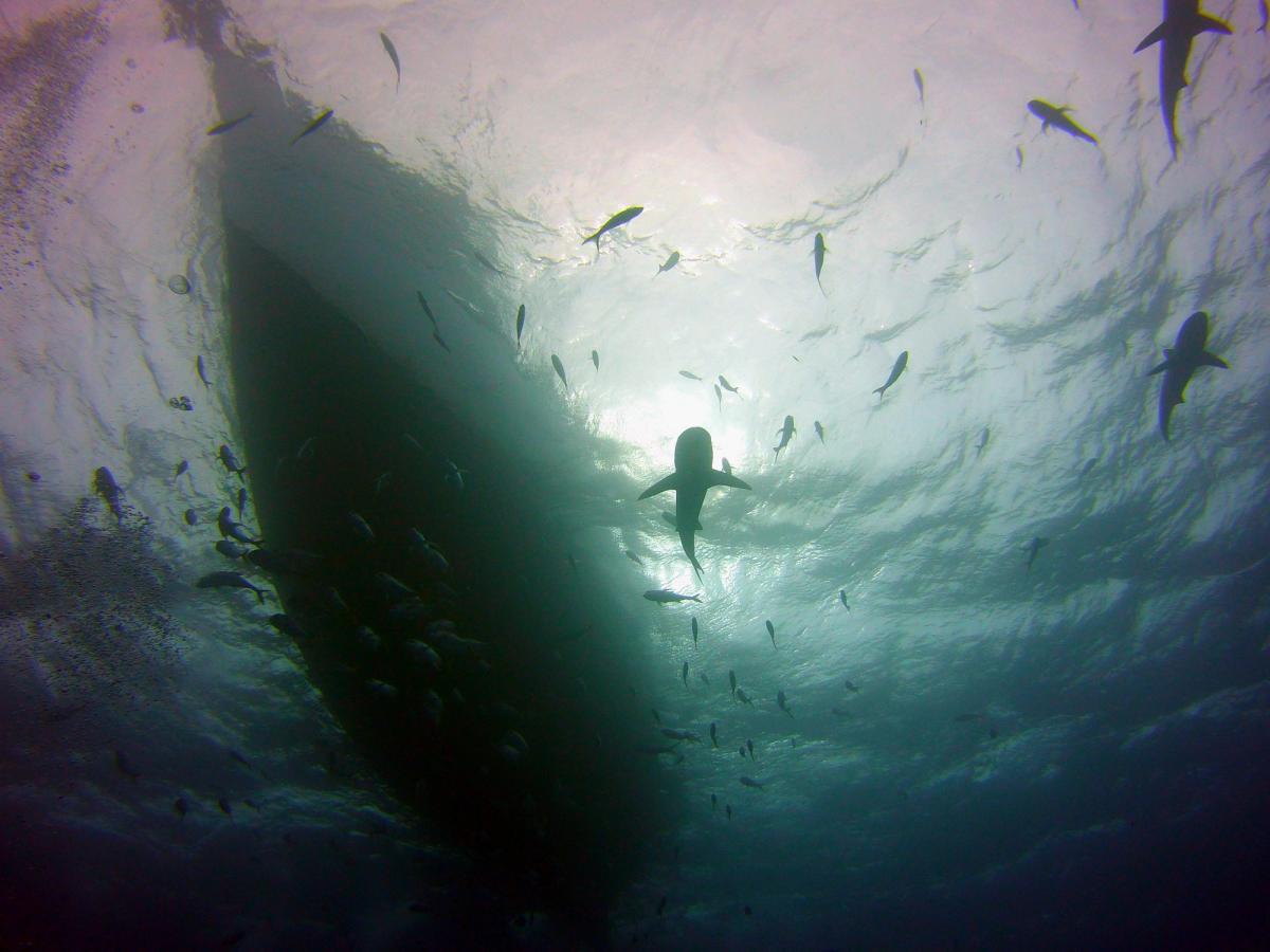 View from underneath the water of sharks and fish swimming ahead by boat in Exuma