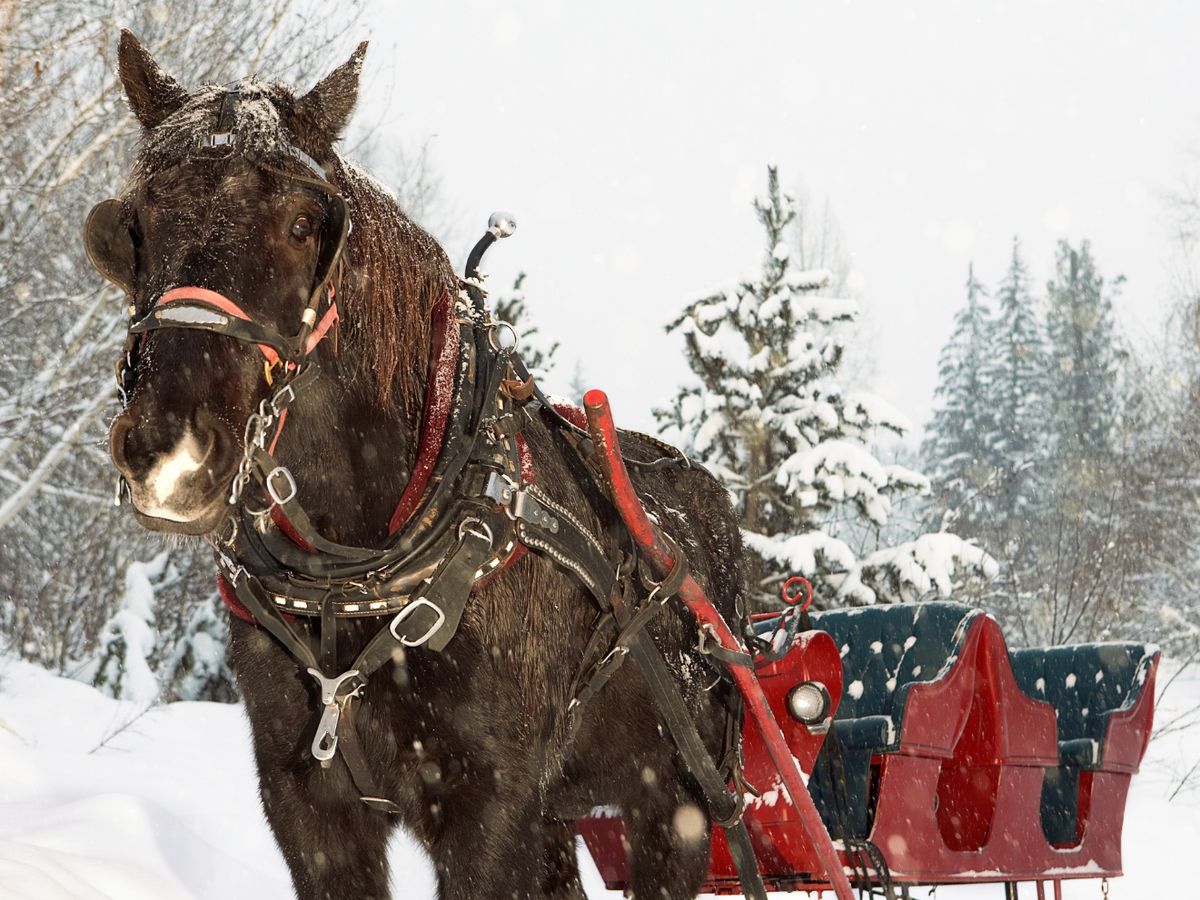 Horse Pulling Red Sleigh in the Winter