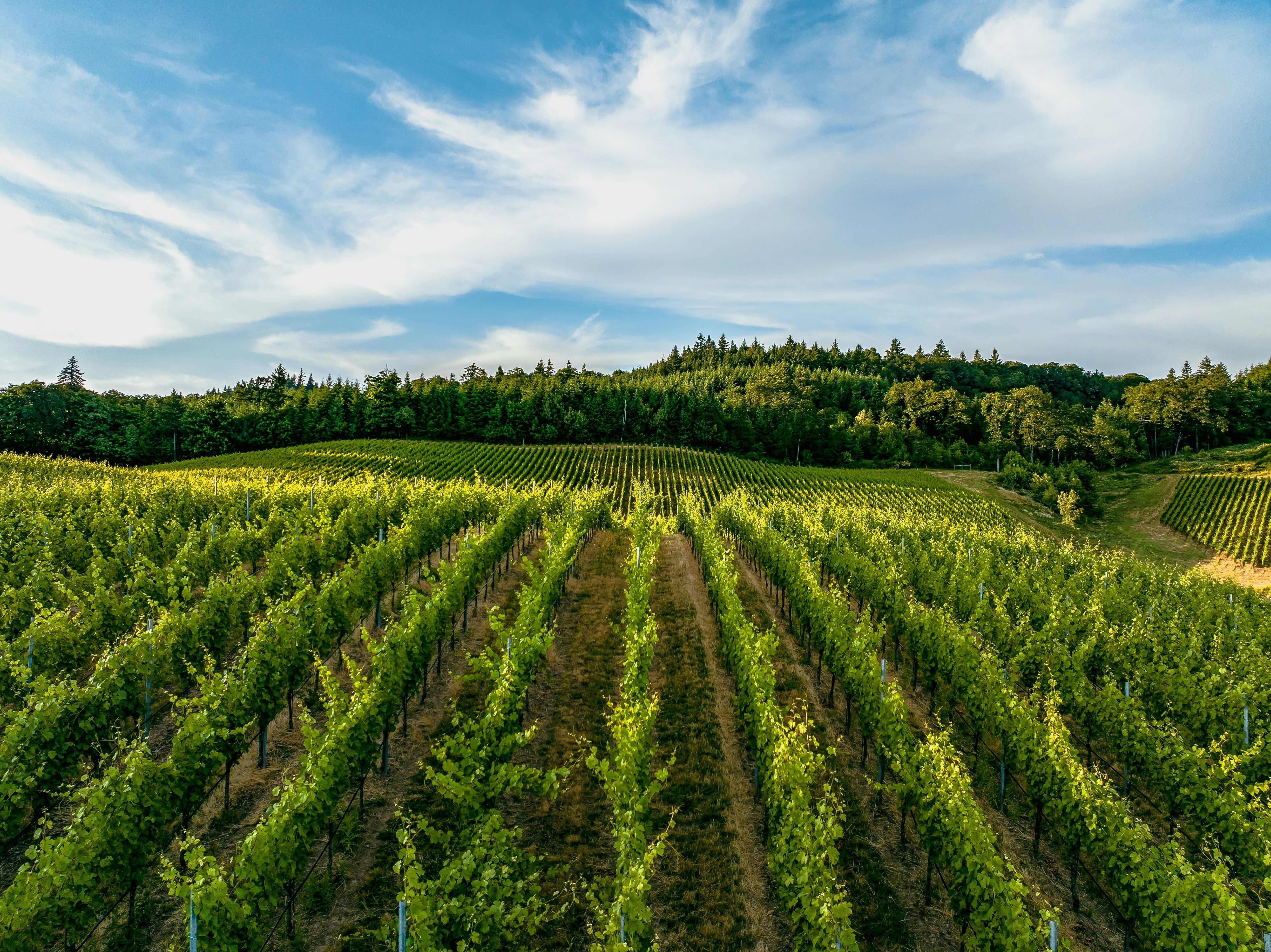 4 Reasons You Should Plan a Trip to Willamette Valley, OR