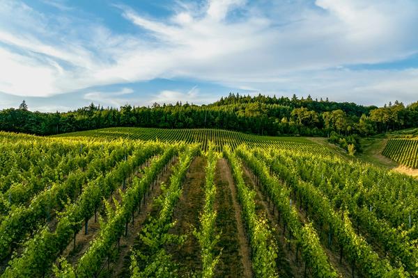 4 Reasons You Should Plan a Trip to Willamette Valley, OR