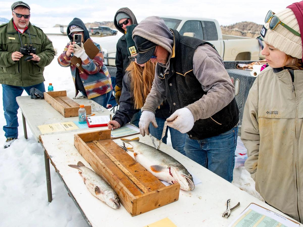 Participants gather around tables in the snow, measuring and recording their catches during the Meeteetse Ice Fishing Derby. The friendly competition brings together locals and anglers to enjoy a crisp winter day outdoors.