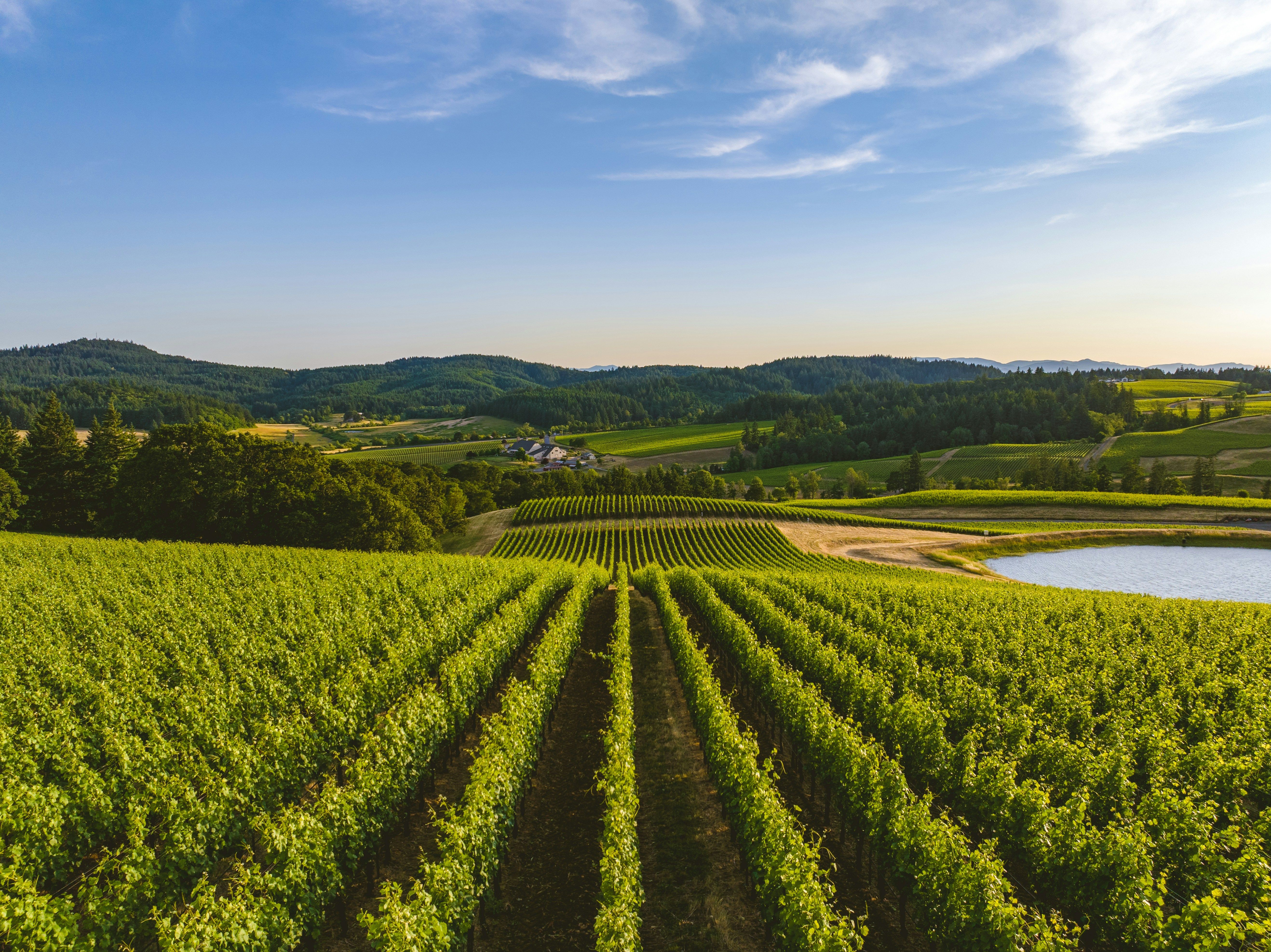 Neatly aligned rows of grapevines stretch across rolling green hills with a pond and farmhouse in the distance under a clear blue sky.
