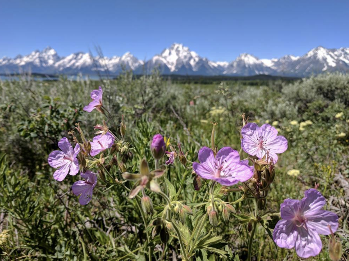 Close-up of purple wildflowers in a lush green meadow with snow-capped mountain peaks in the background under a clear blue sky.