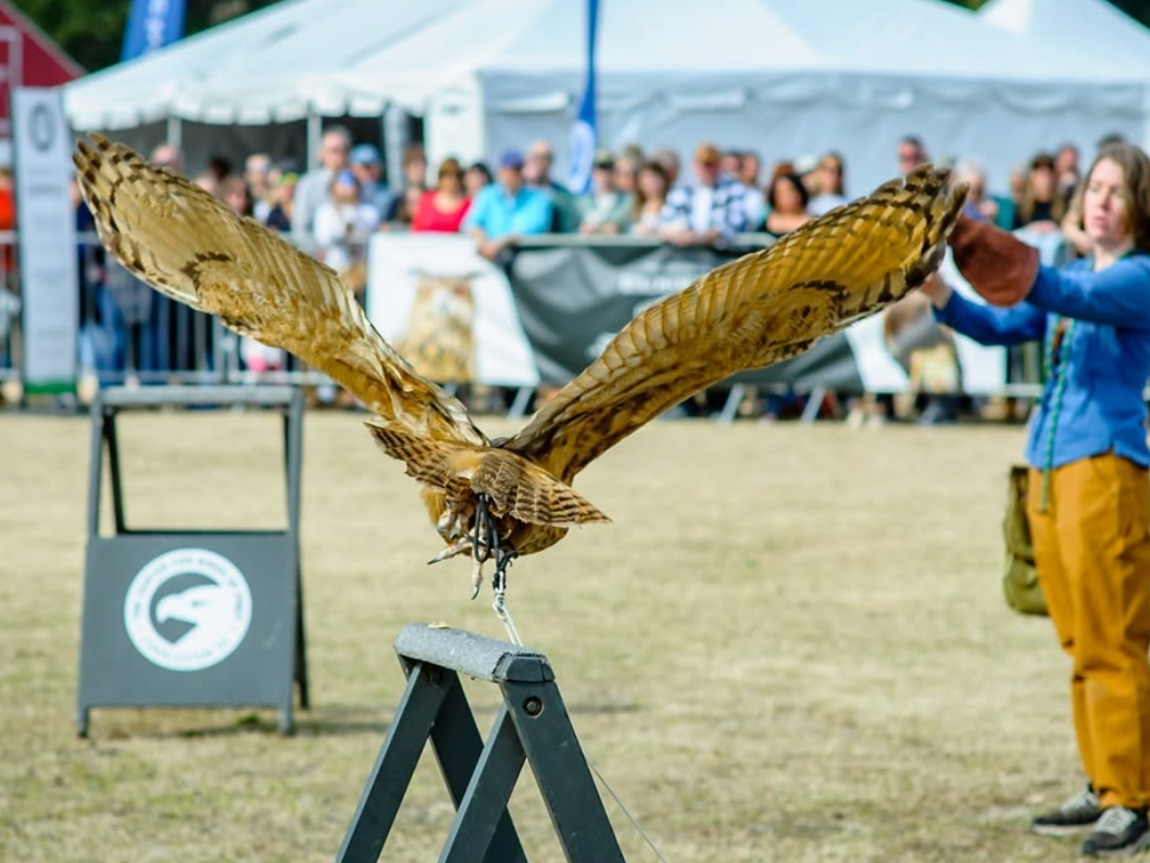 Bird taking flight at the Southeastern Wildlife Exhibition with lady training bird in the background