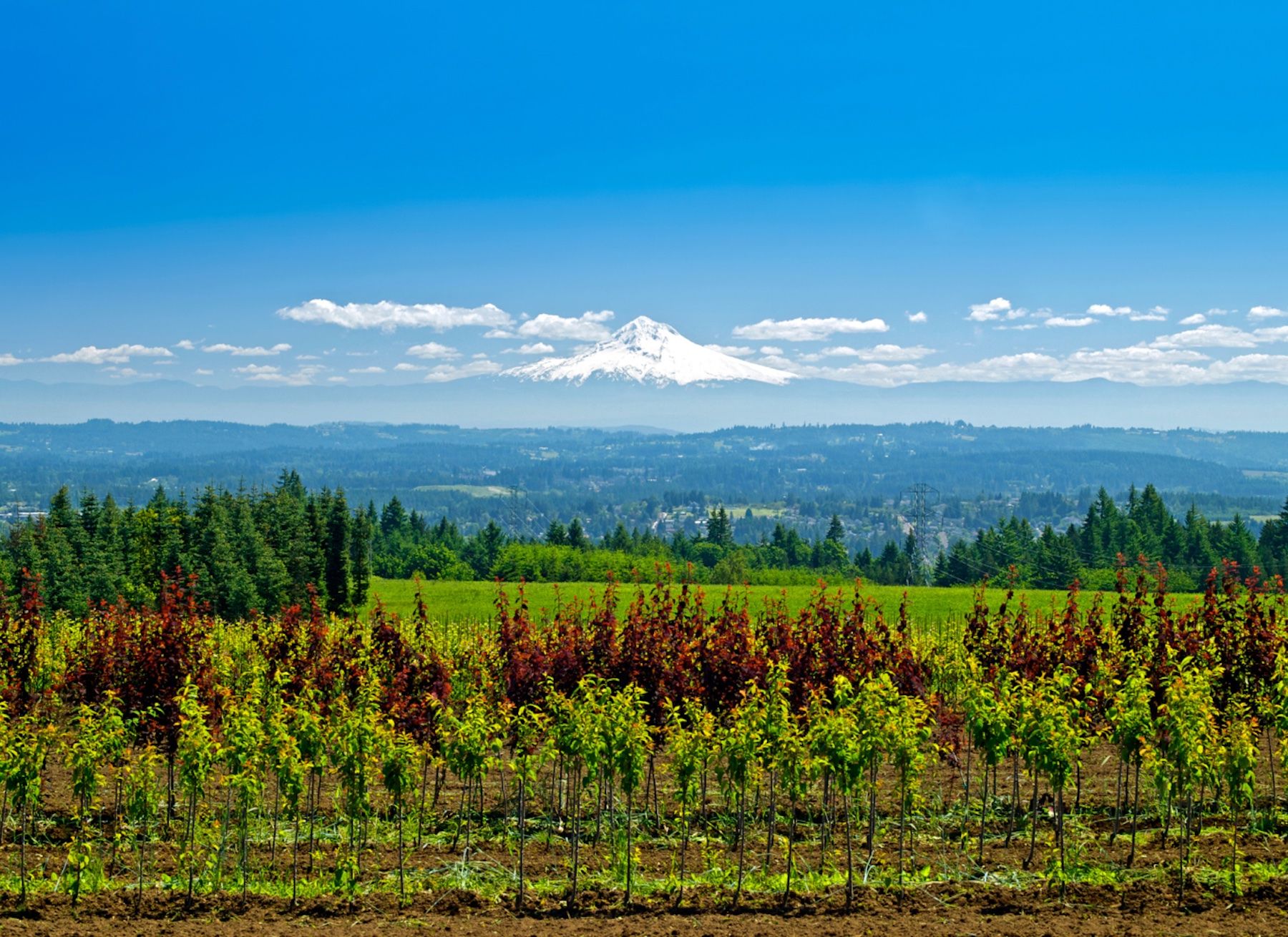 View of Mt. Hood from Willamette Valley Vineyard