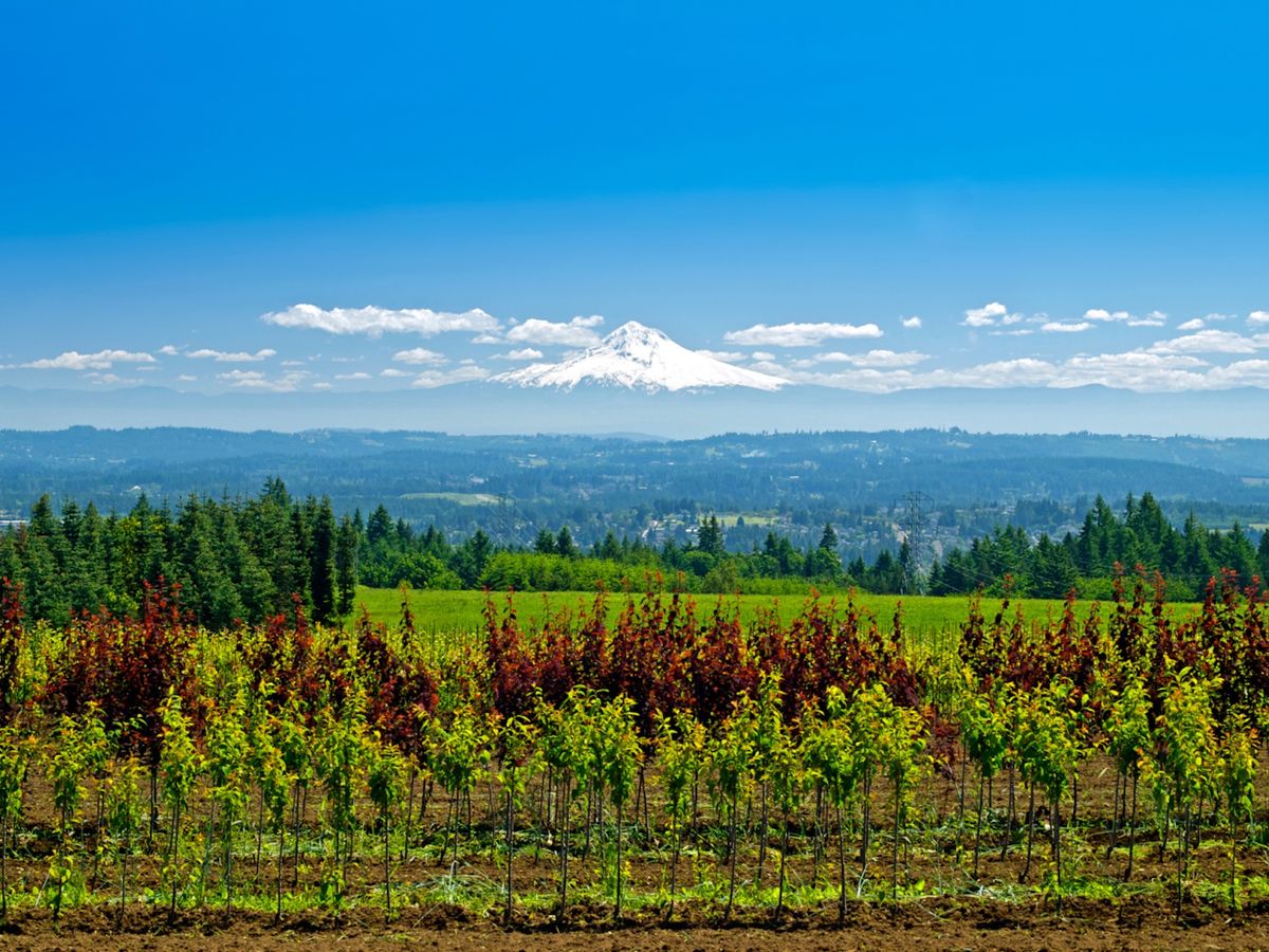View of Mt. Hood from Willamette Valley Vineyard