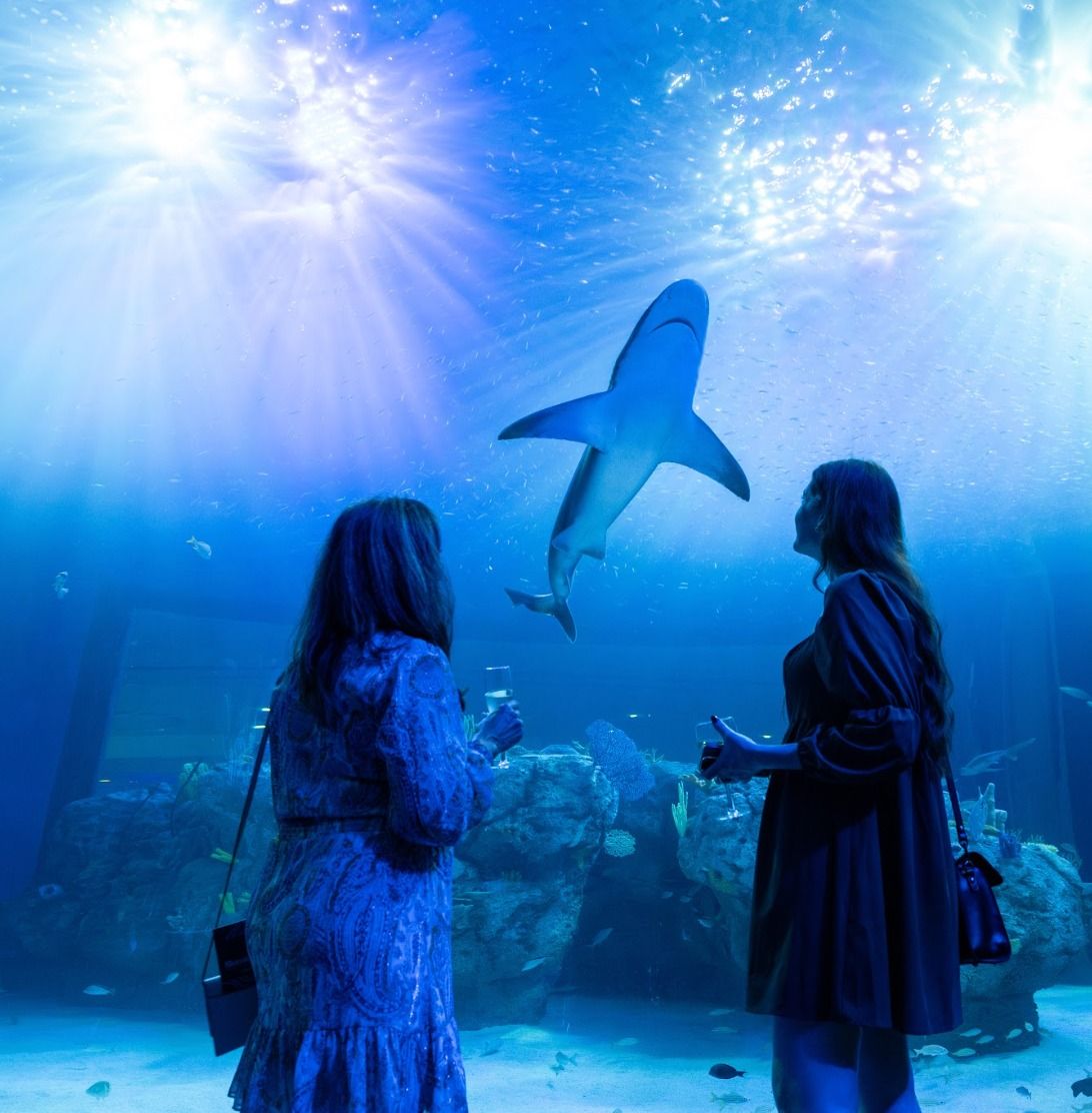 Visitors watch a shark glide overhead at Mote Marine Laboratory & Aquarium, creating a memorable underwater moment. This Sarasota aquarium is a must-visit for marine life lovers and families.