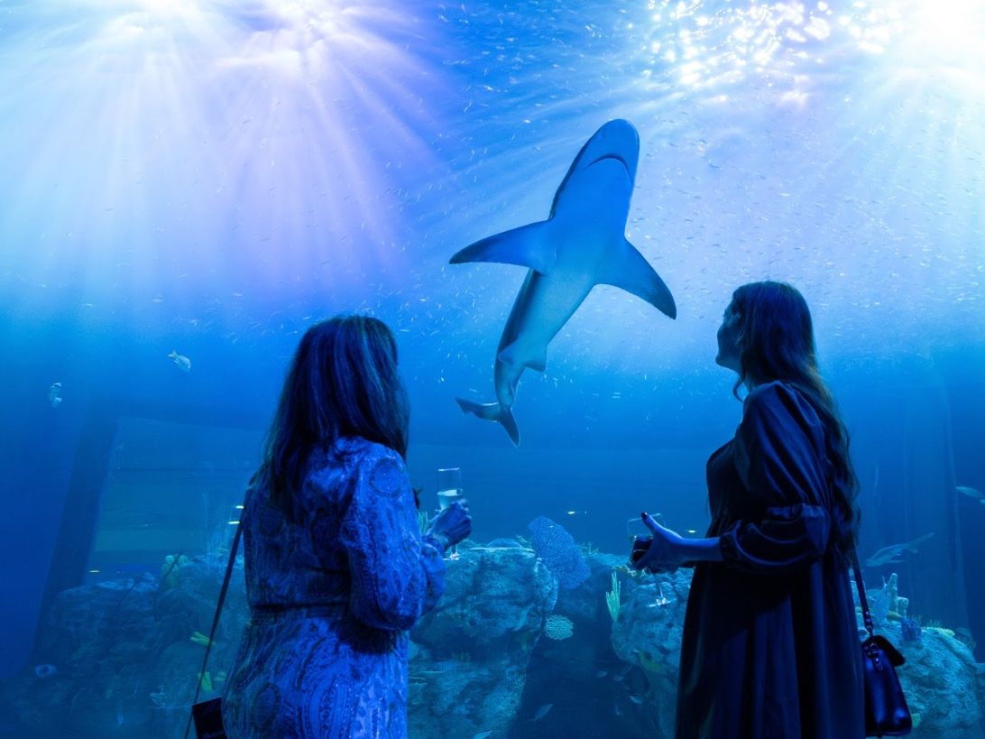 Visitors watch a shark glide overhead at Mote Marine Laboratory & Aquarium, creating a memorable underwater moment. This Sarasota aquarium is a must-visit for marine life lovers and families.