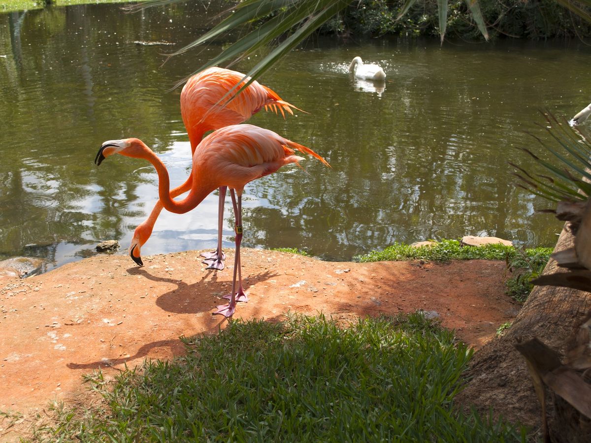 Pink Flamingos at the Sarasota Jungle Gardens in Florida