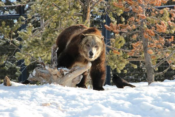 West Yellowstone Travel Inspiration