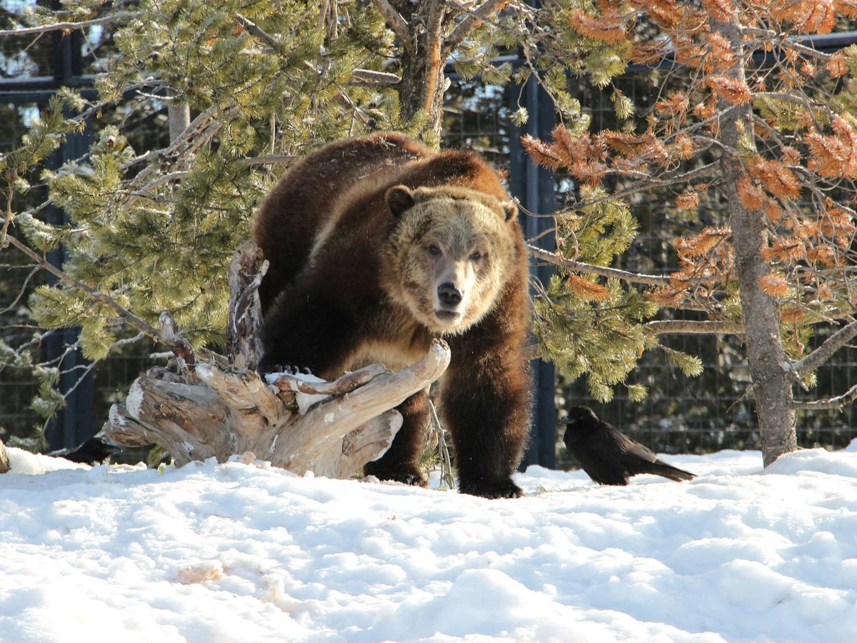 A large brown bear stands on a snowy patch near a fallen tree branch, surrounded by pine trees, while a black bird sits nearby on the snow.