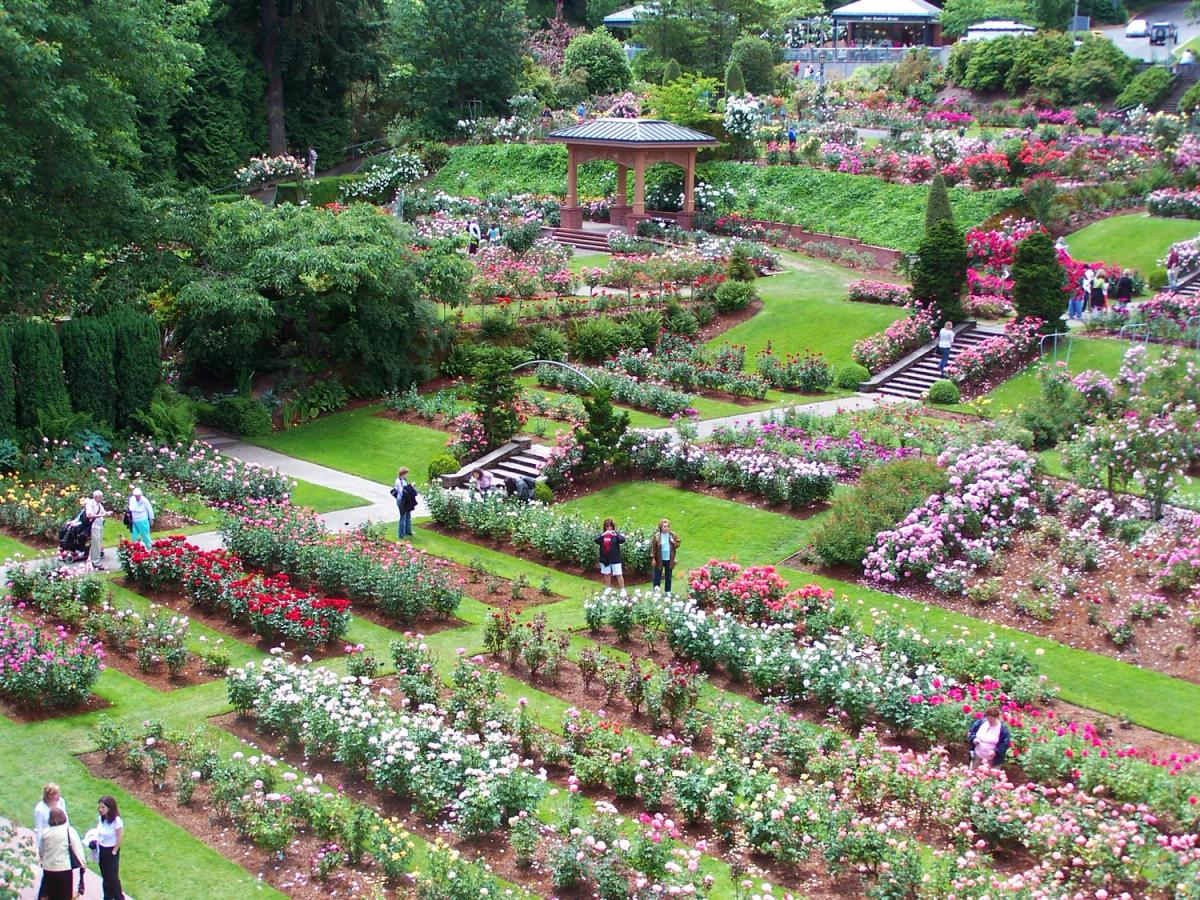 Colorful roses fill the pathways at the International Rose Test Garden as visitors stroll between the bright flower beds. The garden stretches across gentle hills lined with trees and small gazebos. It’s a lively and beautiful place full of color.
