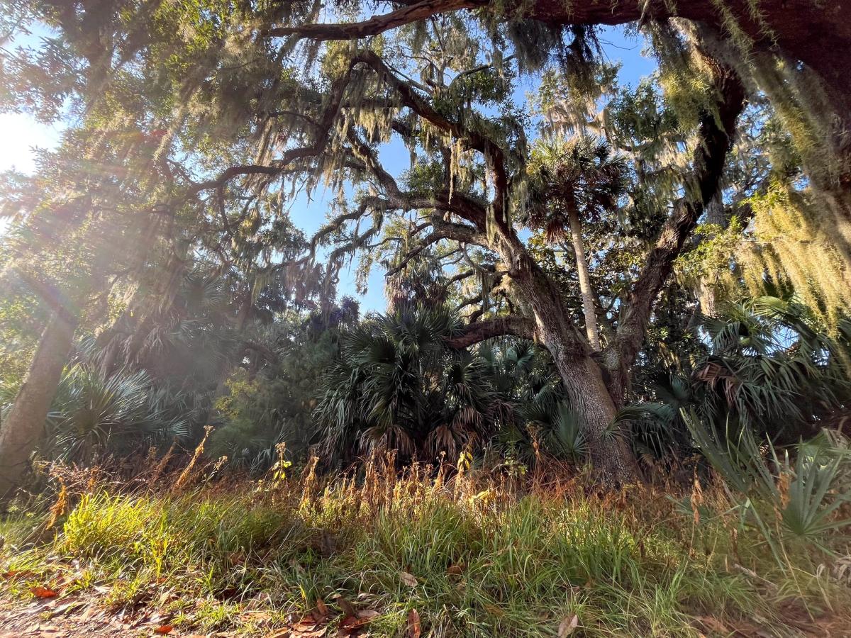 Sunlight filters through massive trees at the Valley of the Giants Tree Top Walk, creating a magical forest atmosphere. Moss-covered branches and thick greenery make this spot feel untouched and serene. Visitors come here to experience towering trees, nature trails, and immersive forest views.