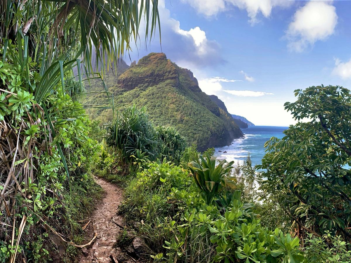 Trail in between tropical plants and trees at napali coast