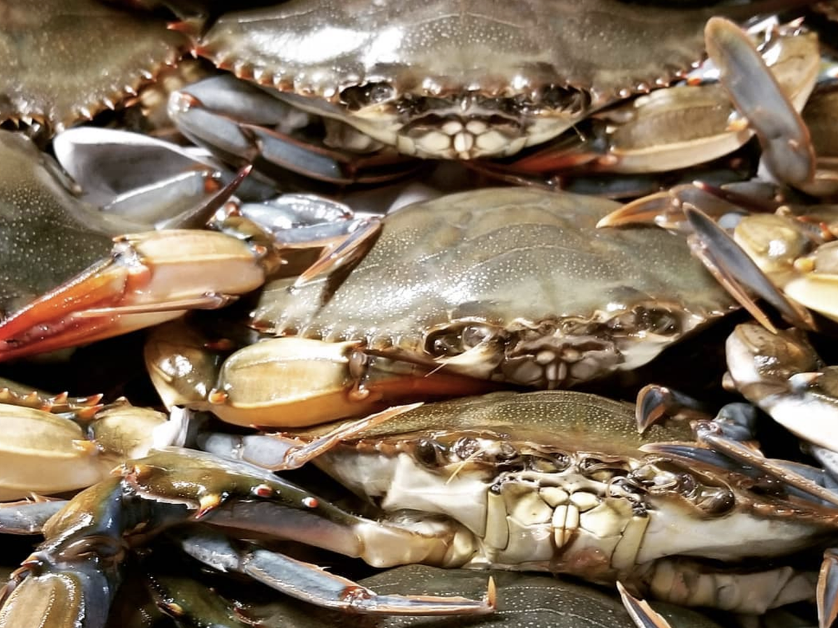 A close-up view of live blue crabs stacked together, highlighting their detailed shells, claws, and textured exoskeletons.